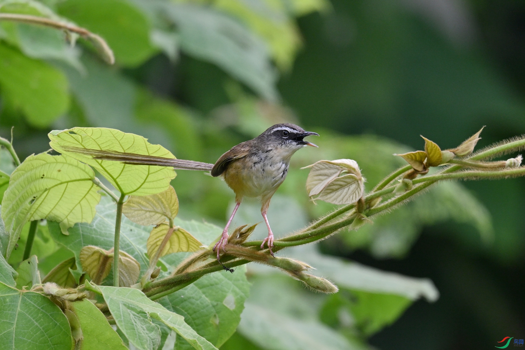 DSC_0063.JPG