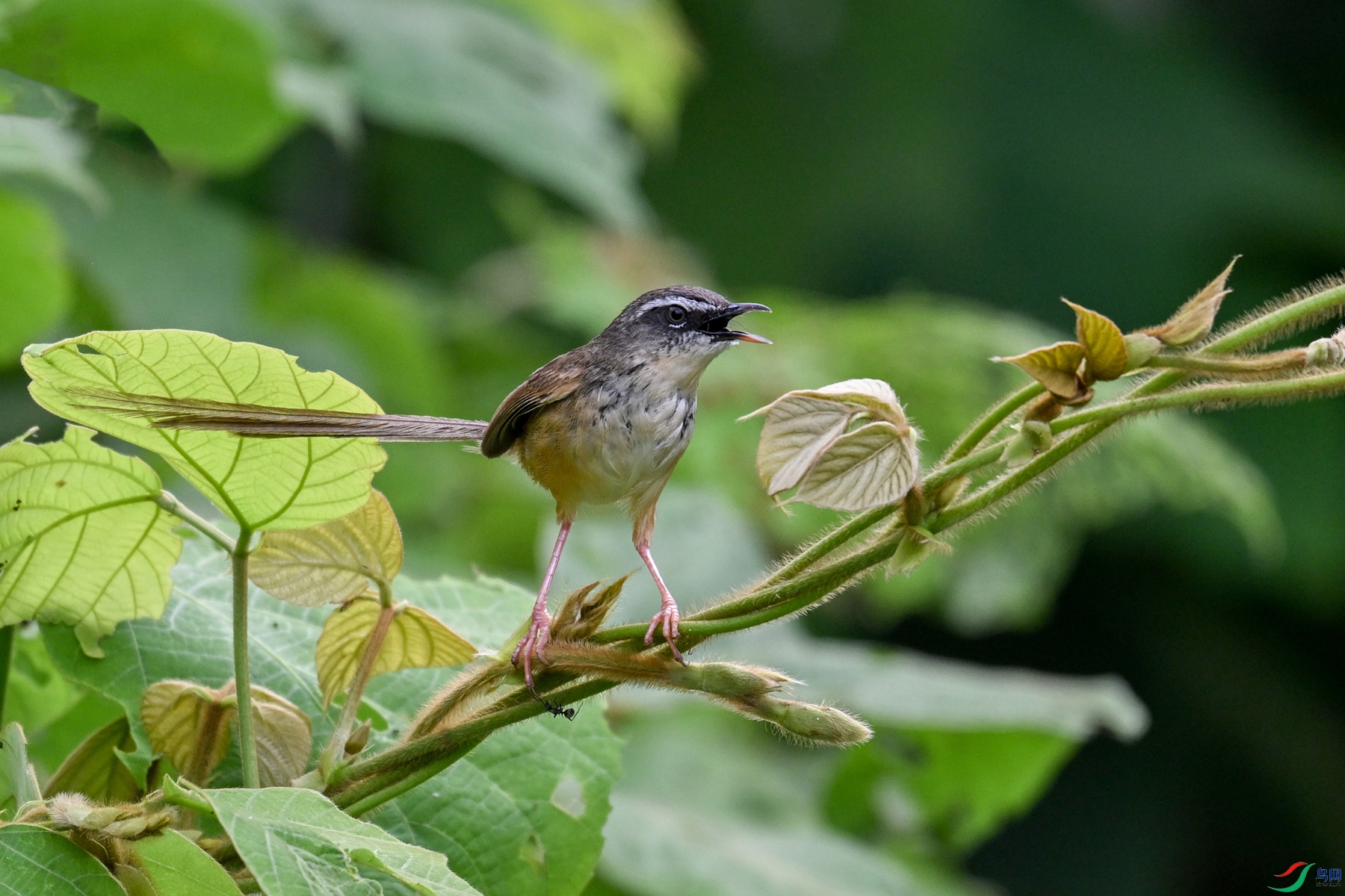 DSC_0064.JPG