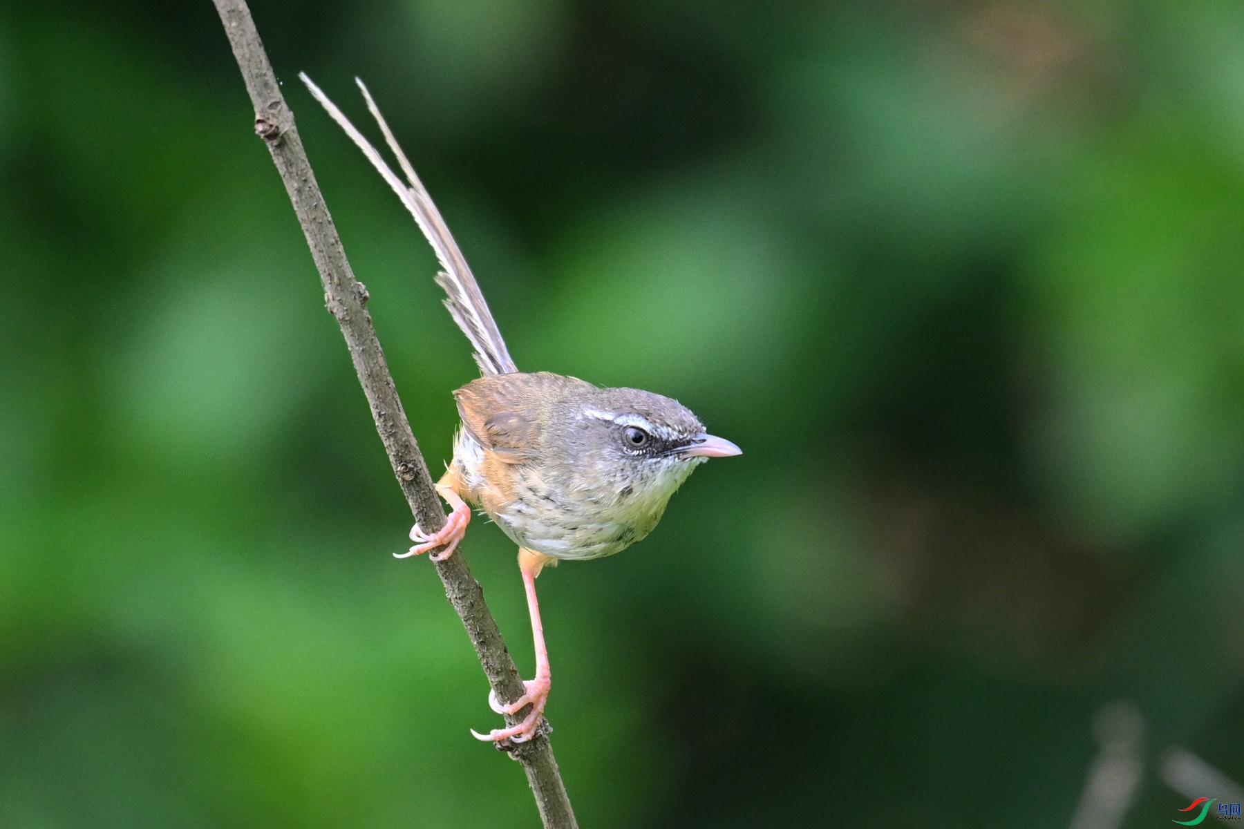 DSC_0081.JPG