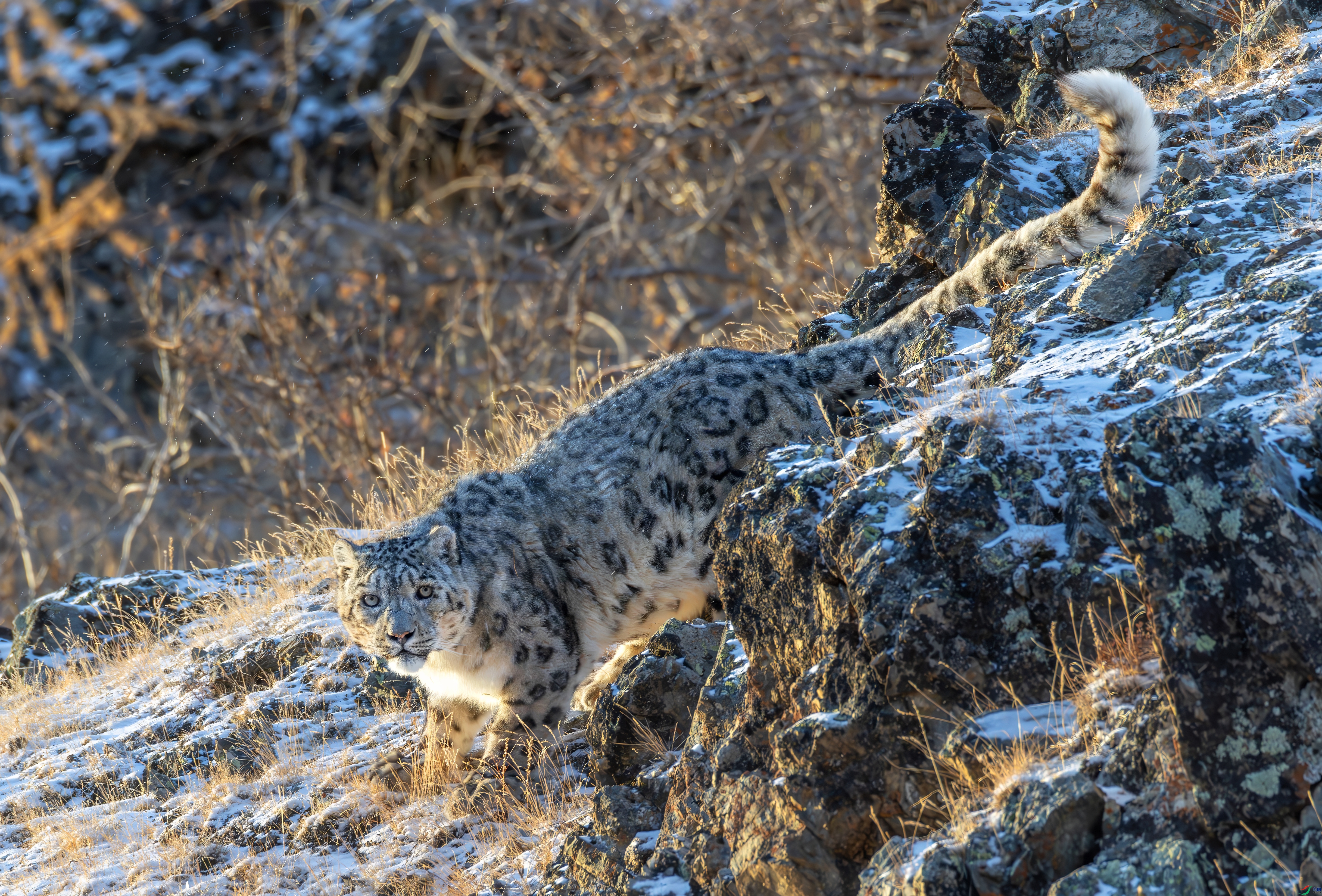 9A7A8485-topaz-denoise.jpeg
