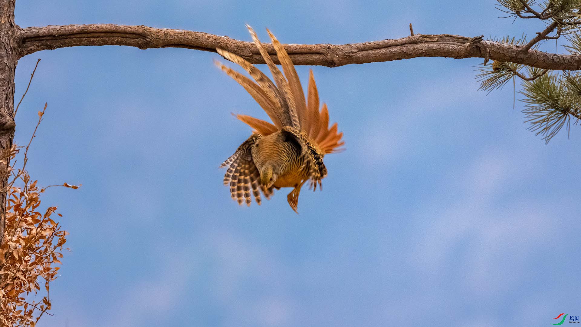 �츹����