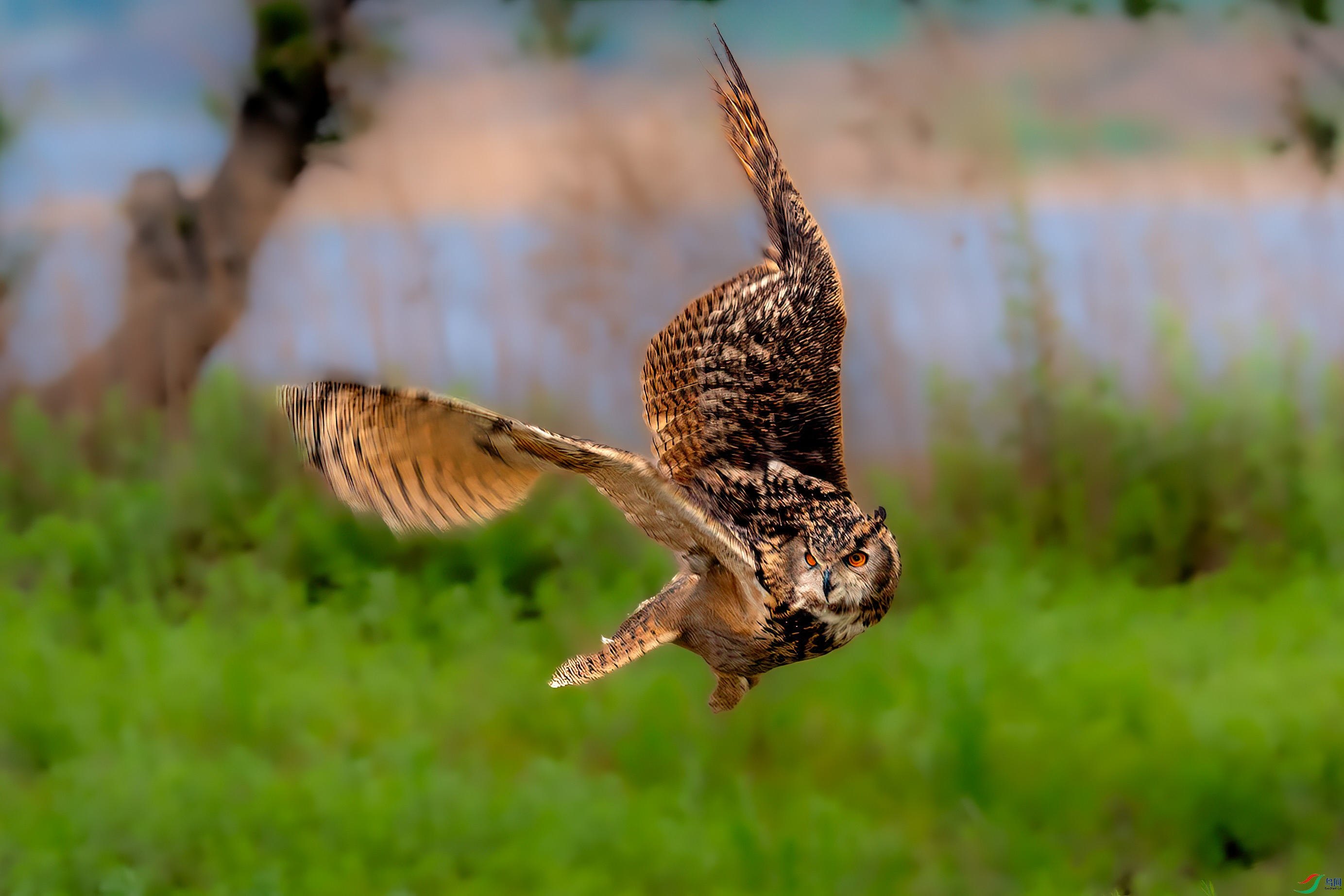 _DSC7129-1.jpg