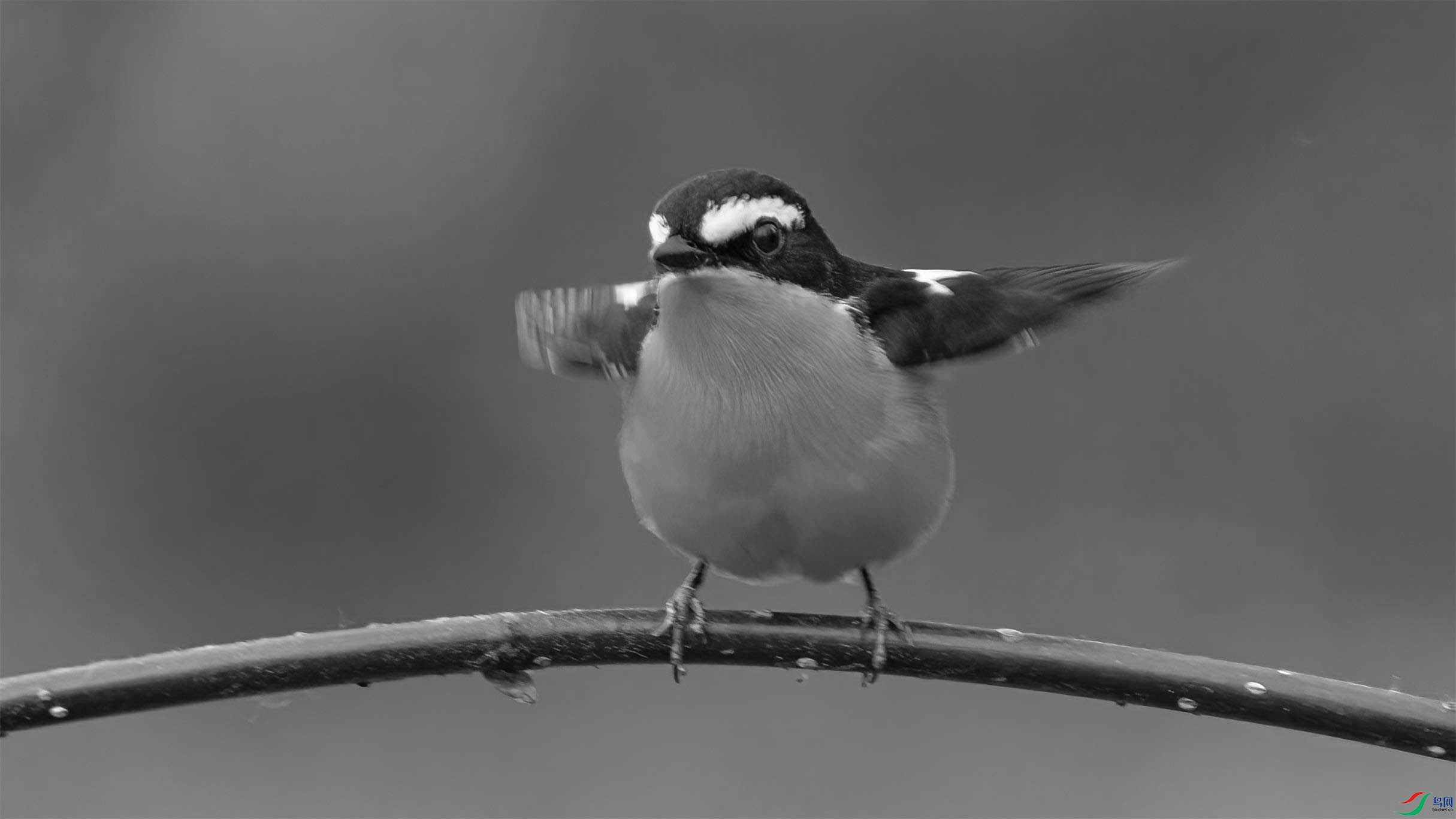 DSC09049-1.jpg