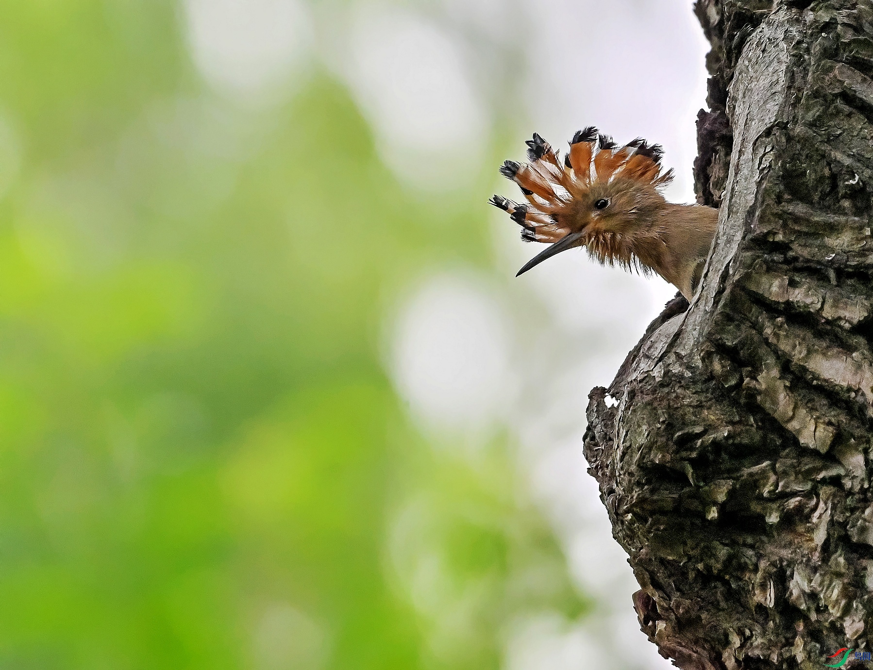 DSC_5252---_conew1.jpg