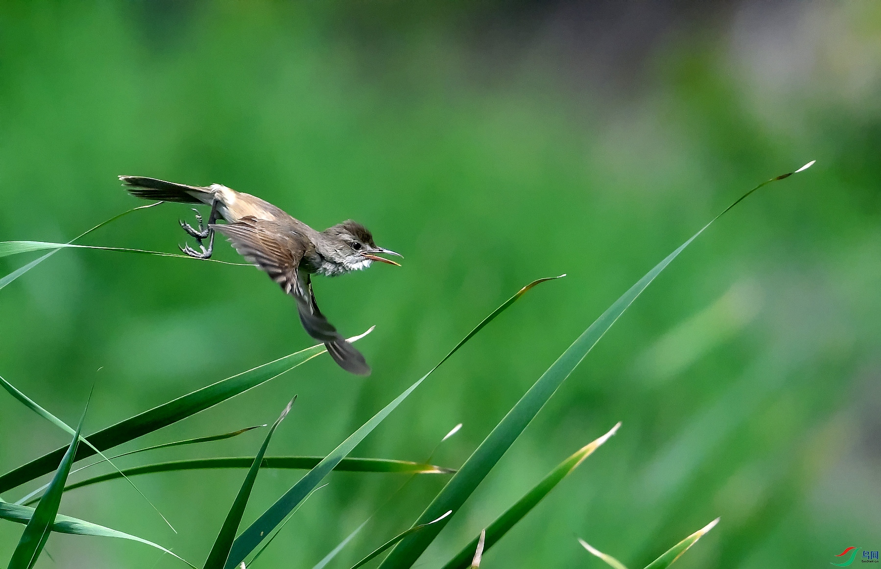 DSC_4518---_conew1.jpg