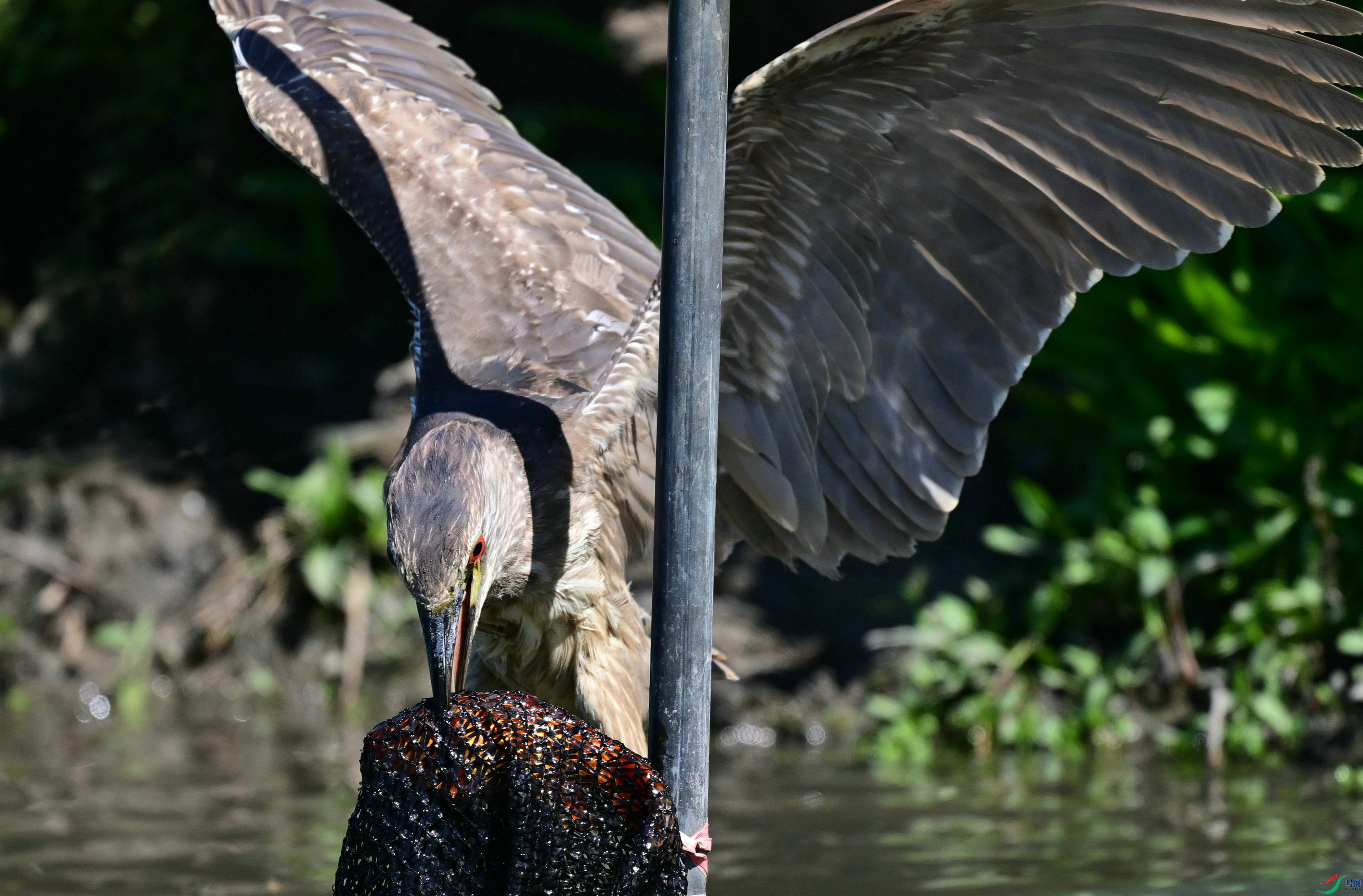 DSC_7295.jpg