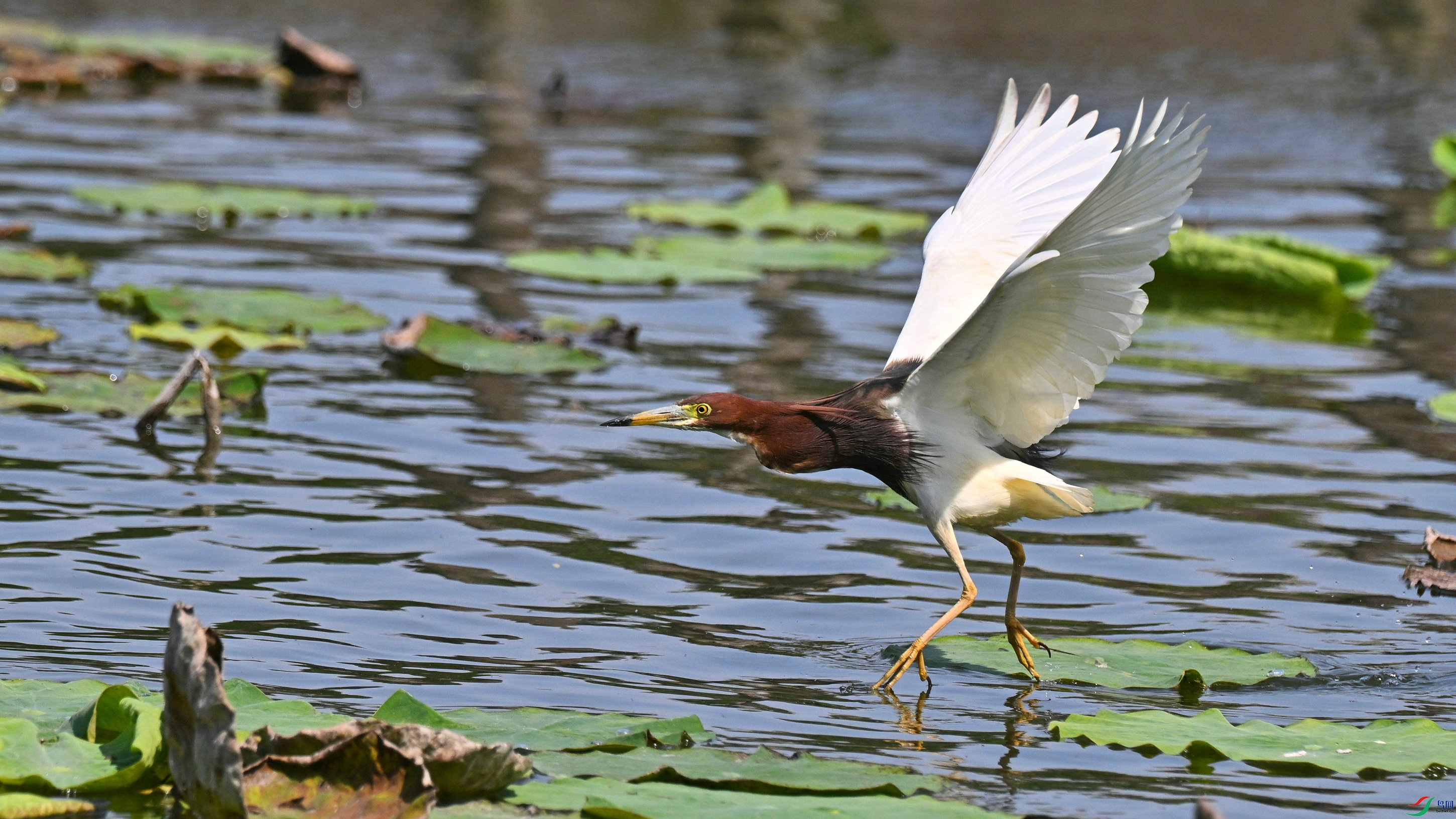 DSC_2744.JPG