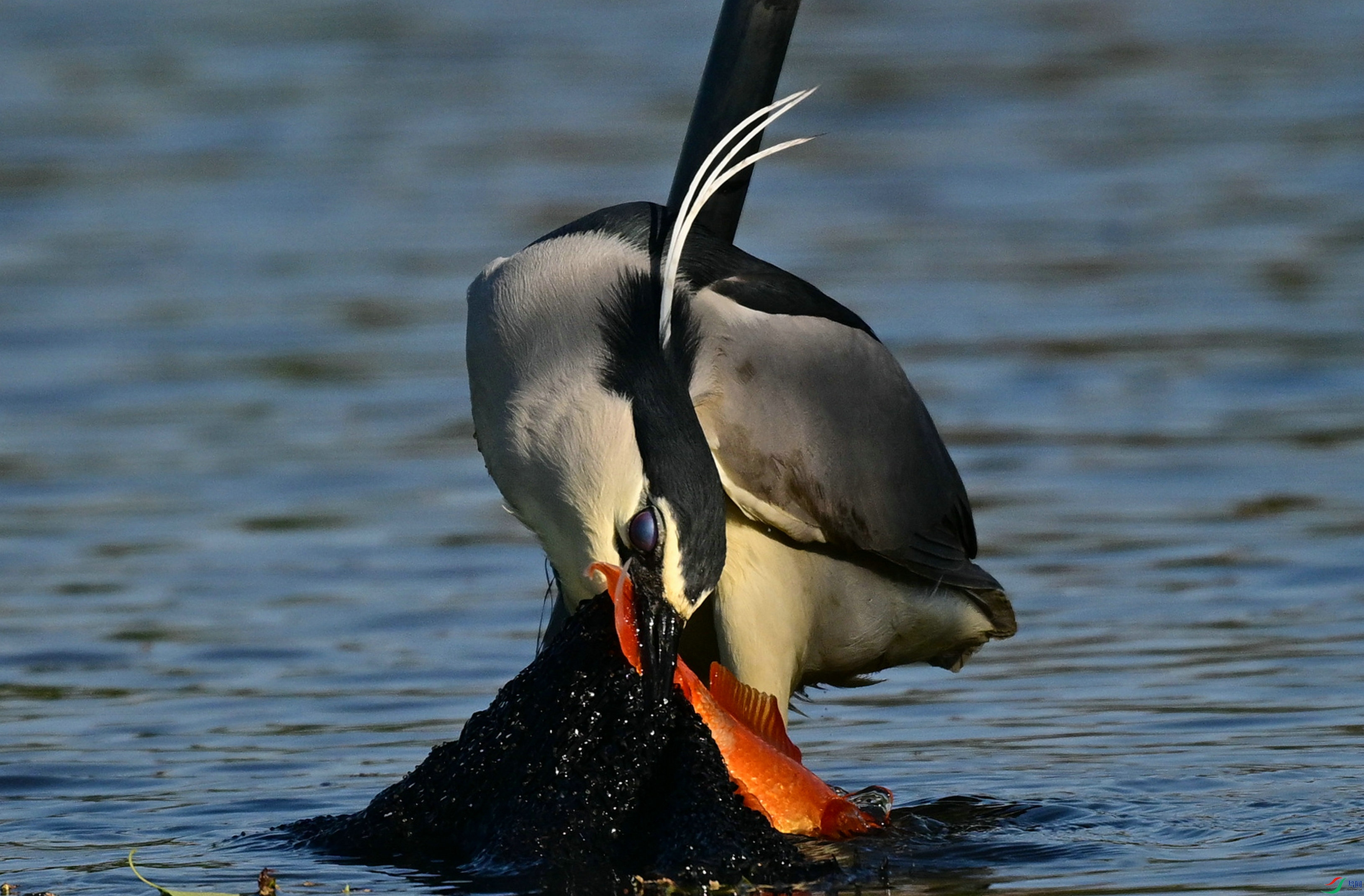DSC_7797.jpg