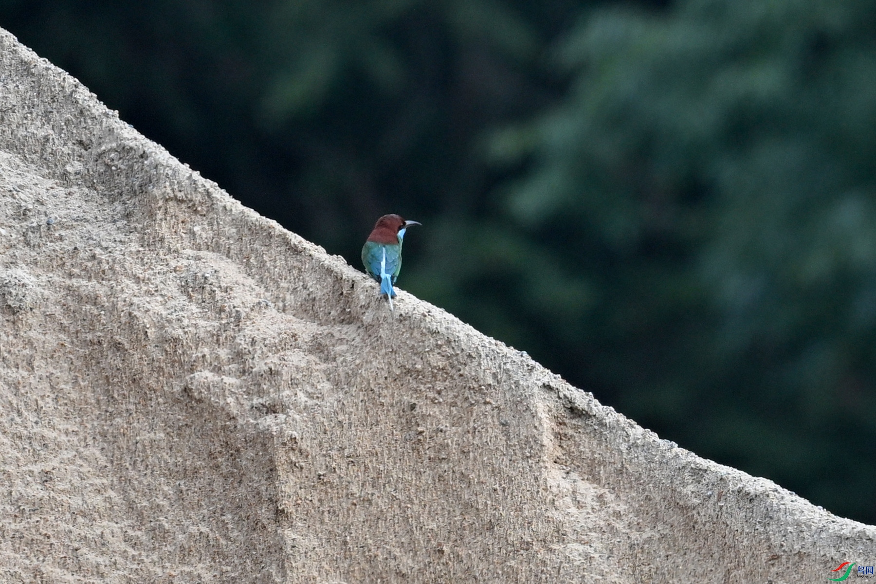 DSC_0502.JPG
