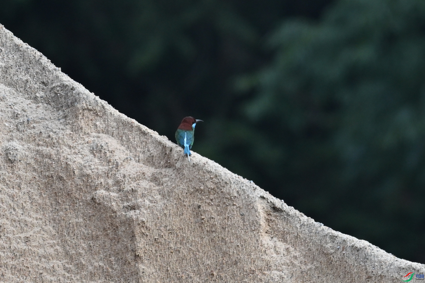DSC_0503.JPG