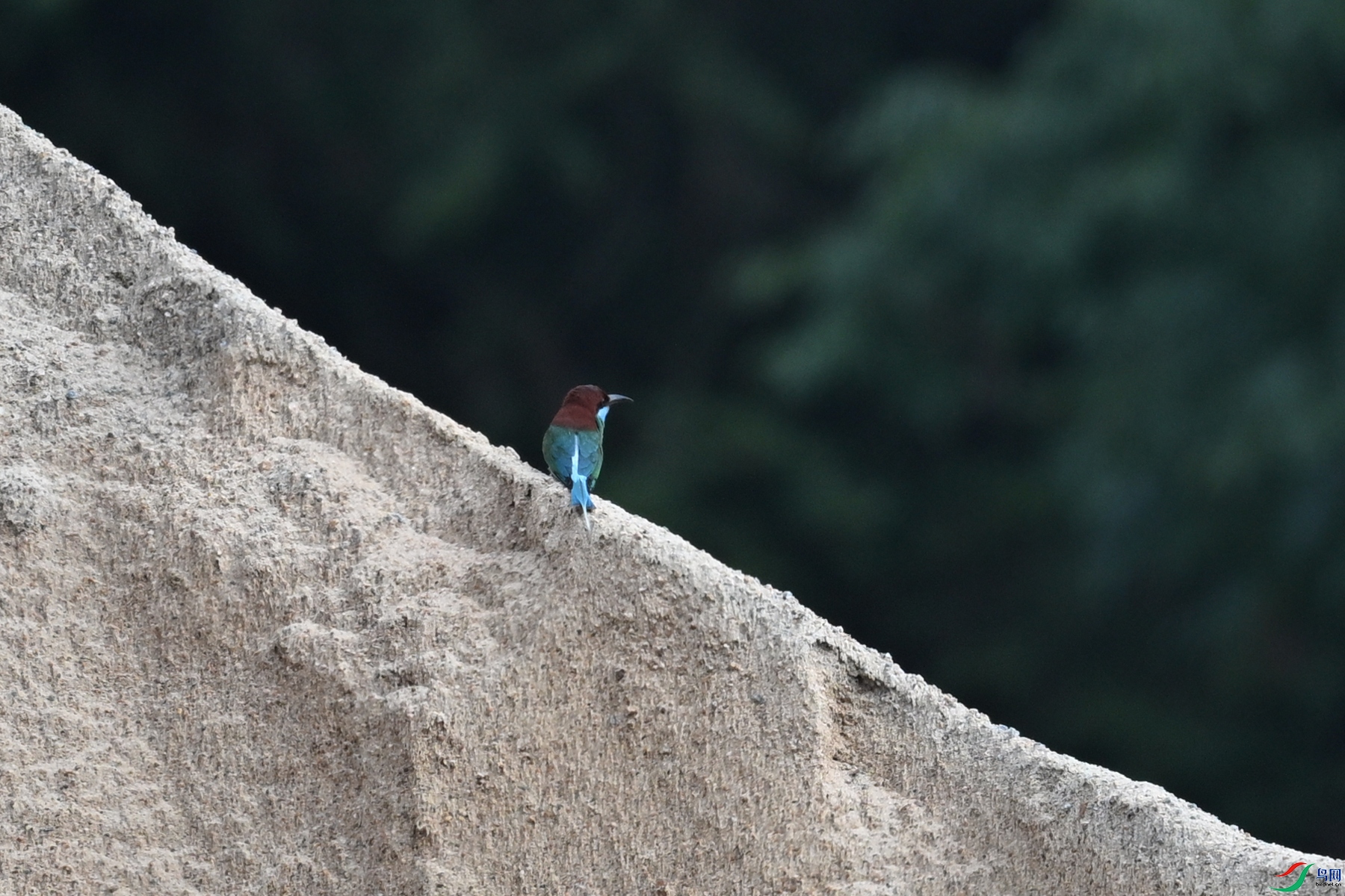 DSC_0504.JPG