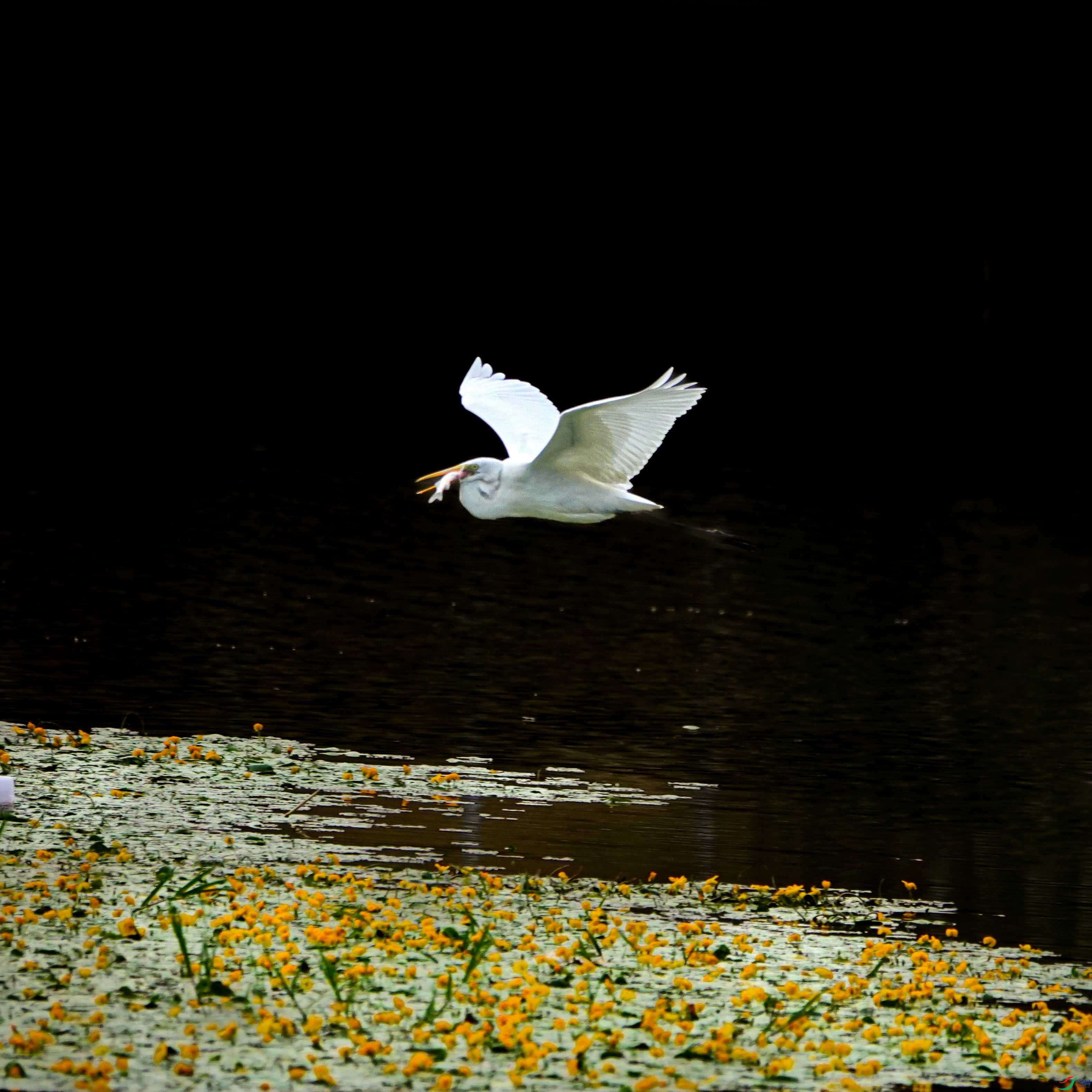 DSC08002.JPG