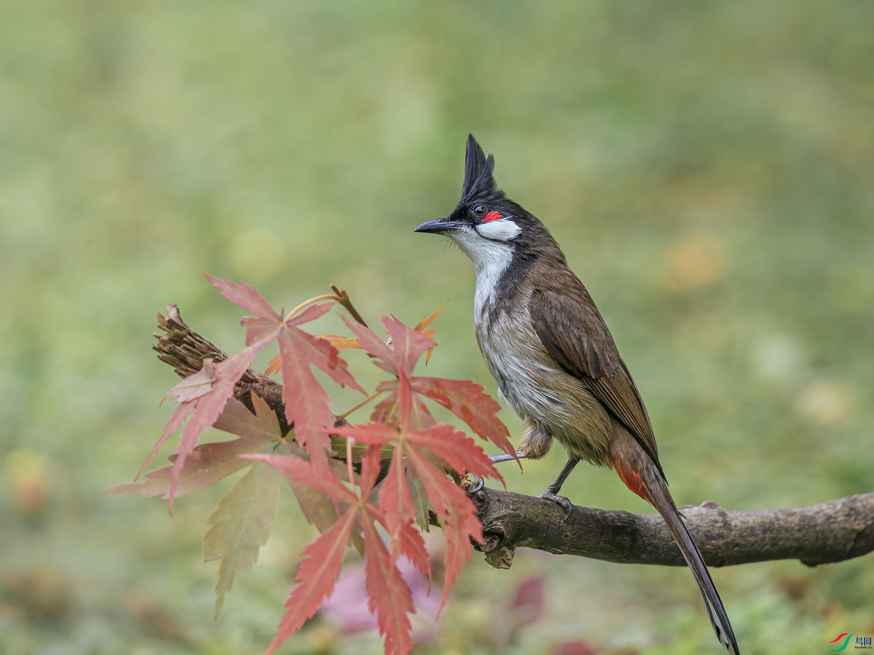 BJ1R0534-1.jpg
