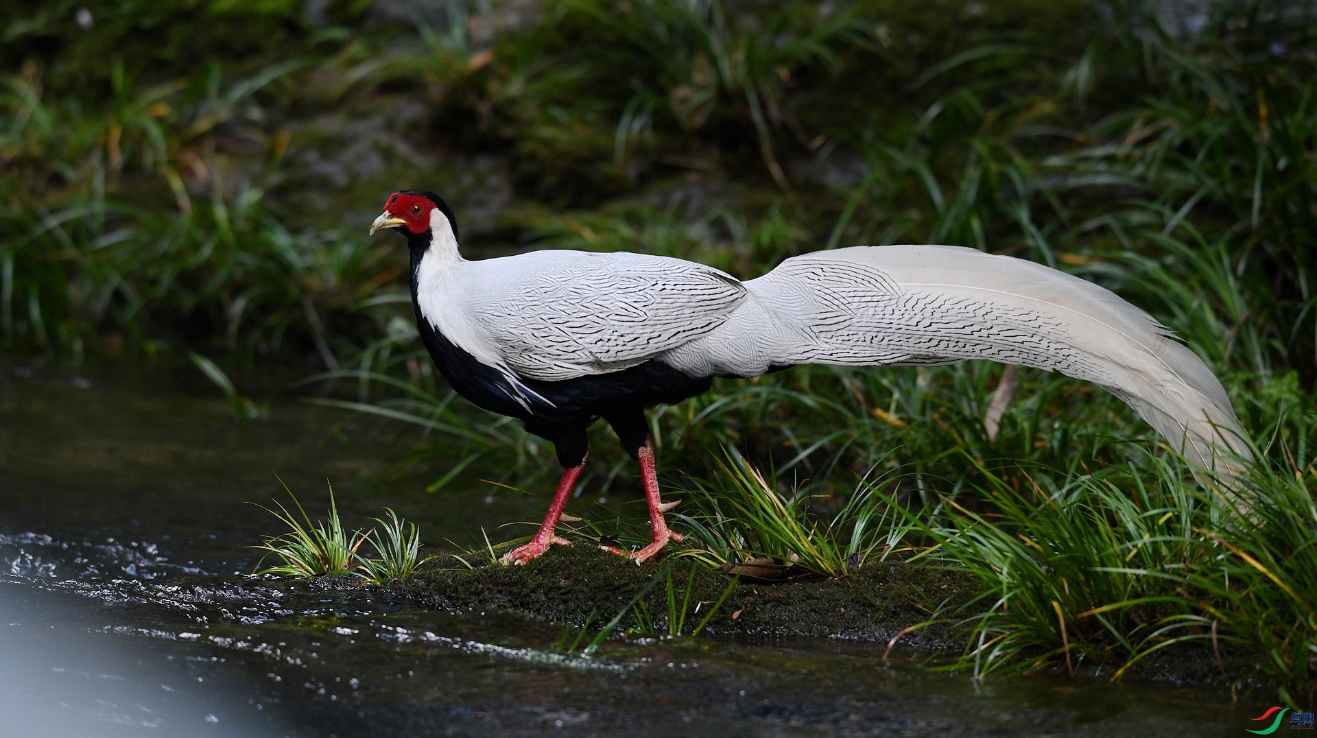 DSC_6100.jpg