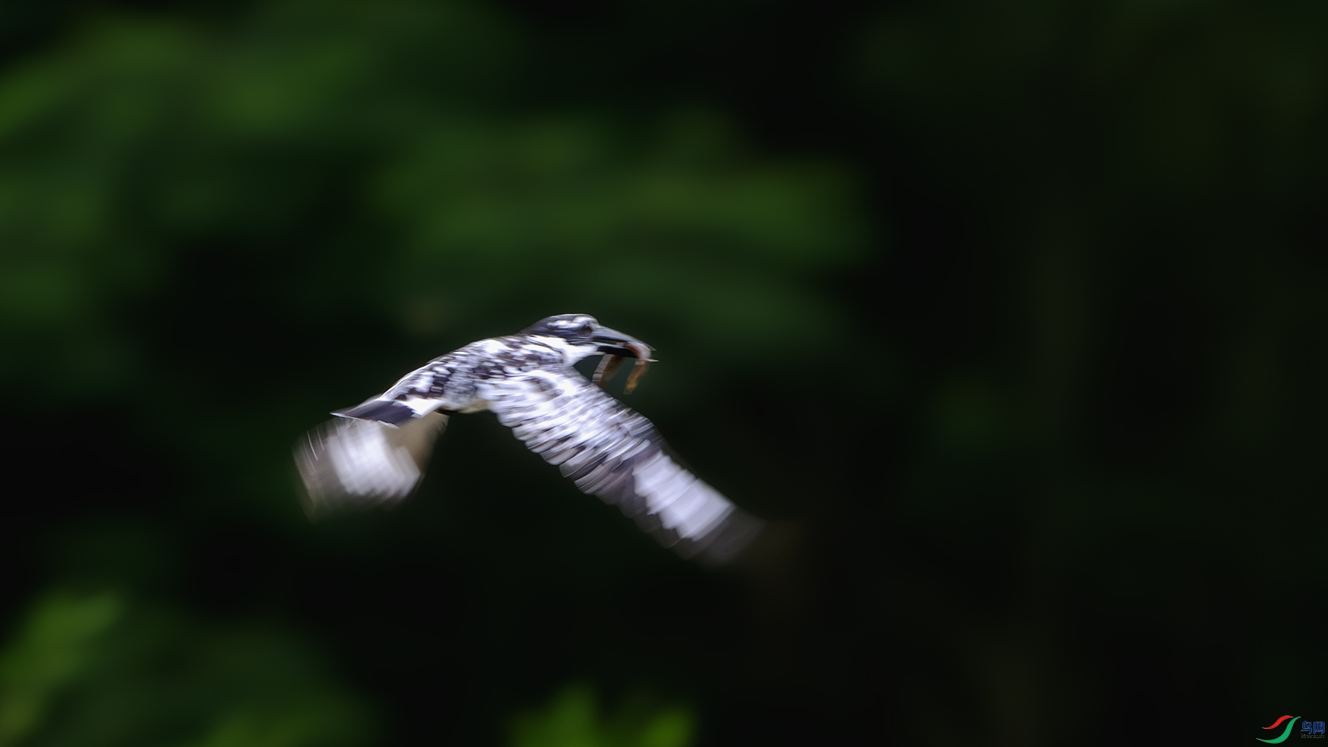 DSC_1343-����ǿ-NR ����.jpg