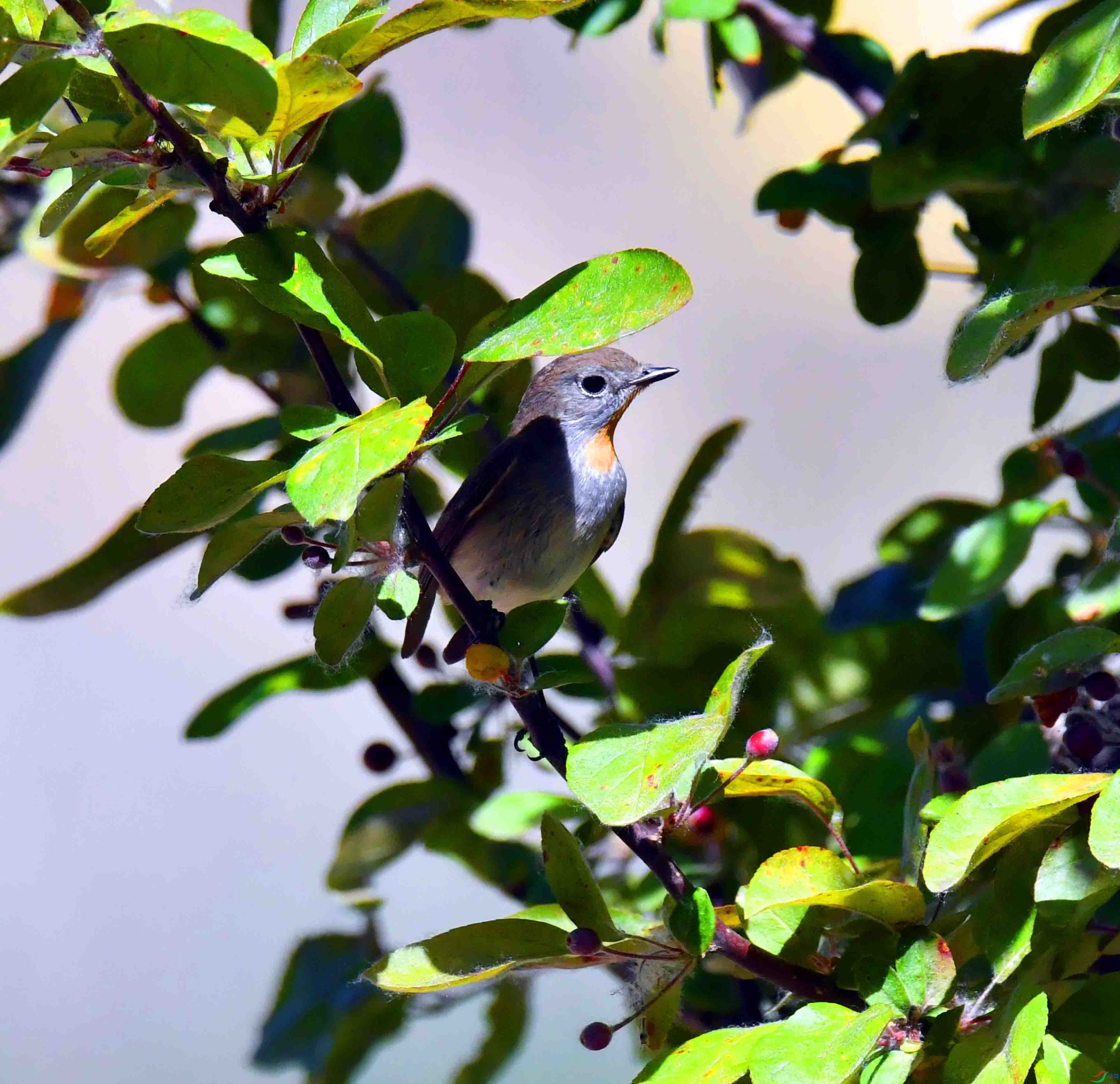 DSC_3099.JPG
