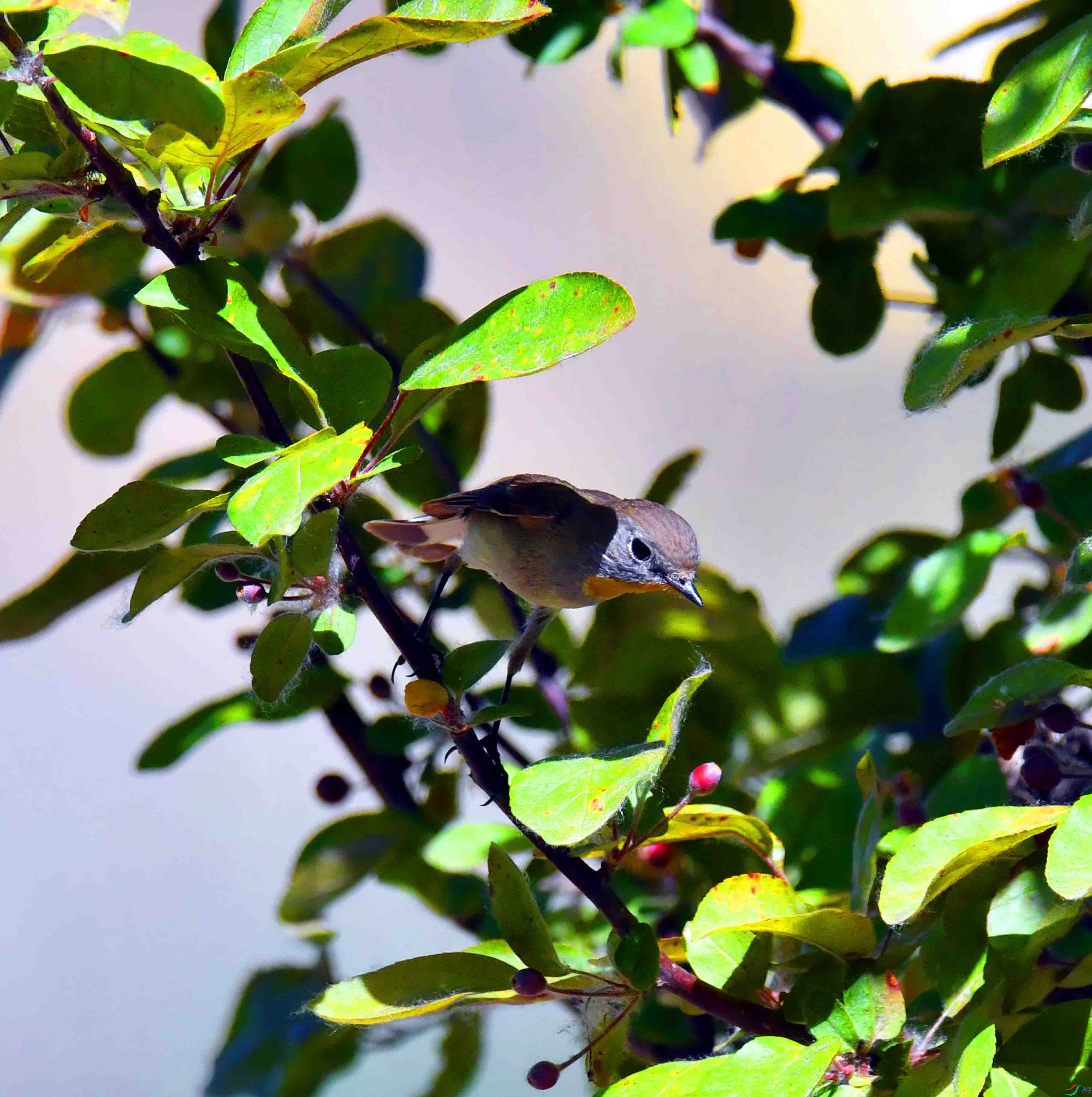 DSC_3135.JPG