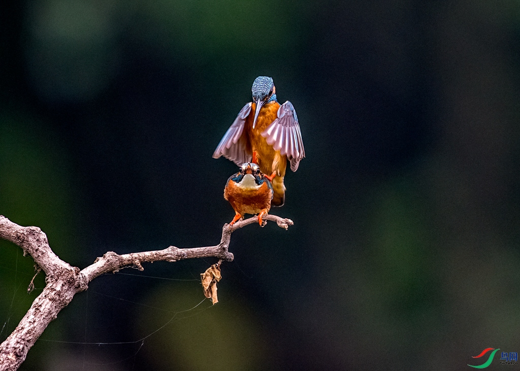 _DSC1820.jpg