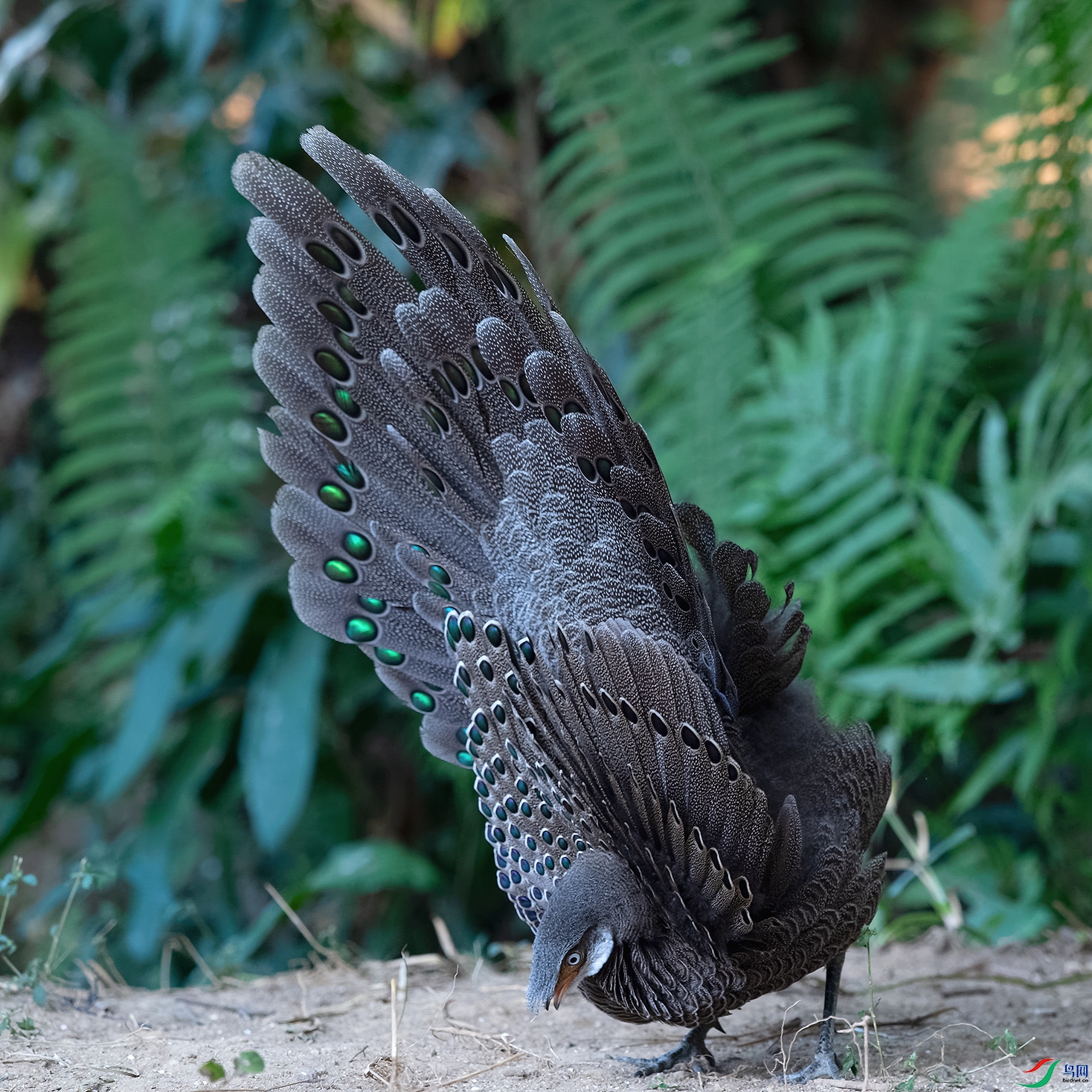 DSC_6066_DxOa.jpg