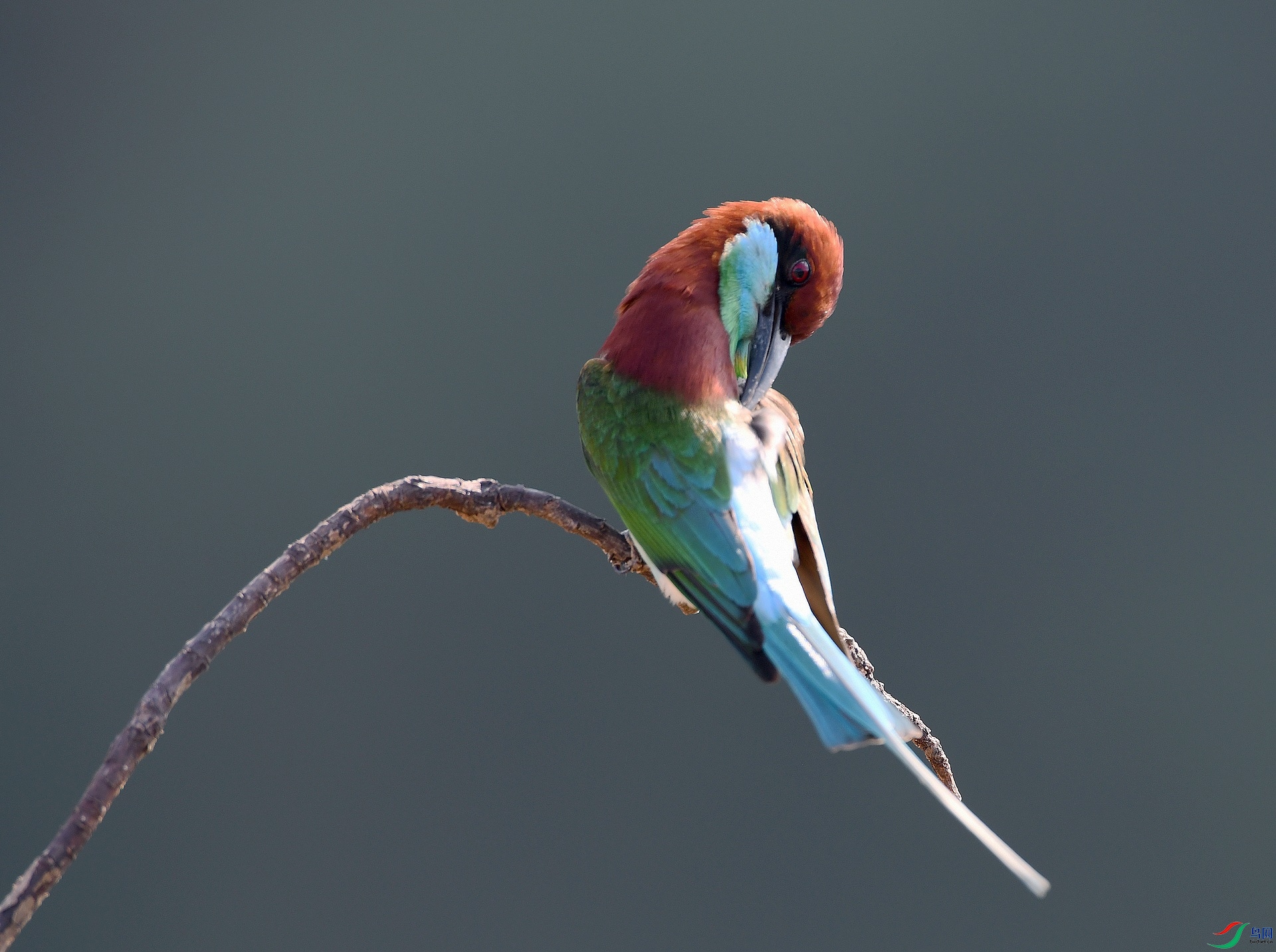 DSC_4437.jpg