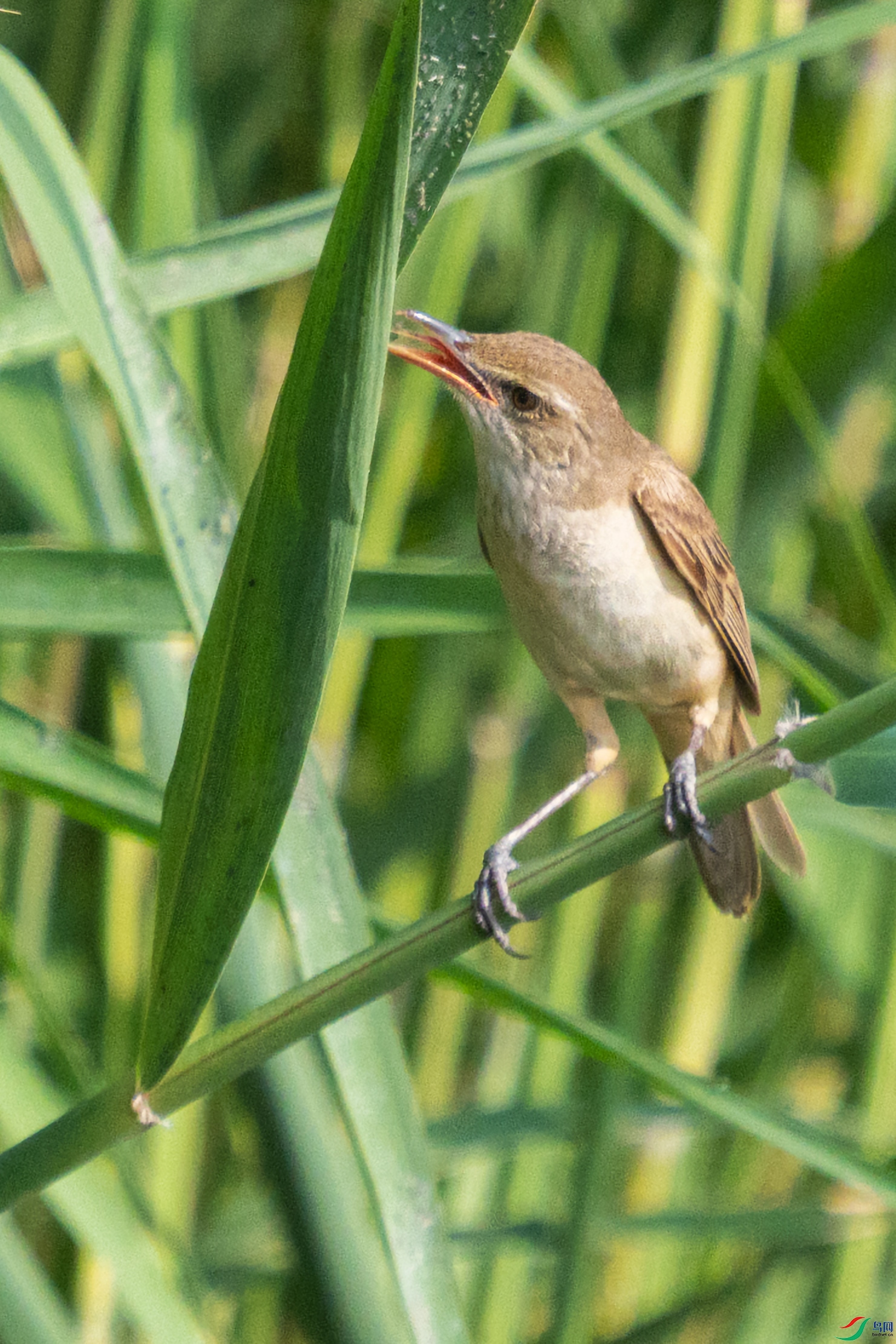 DSC_5981.jpg
