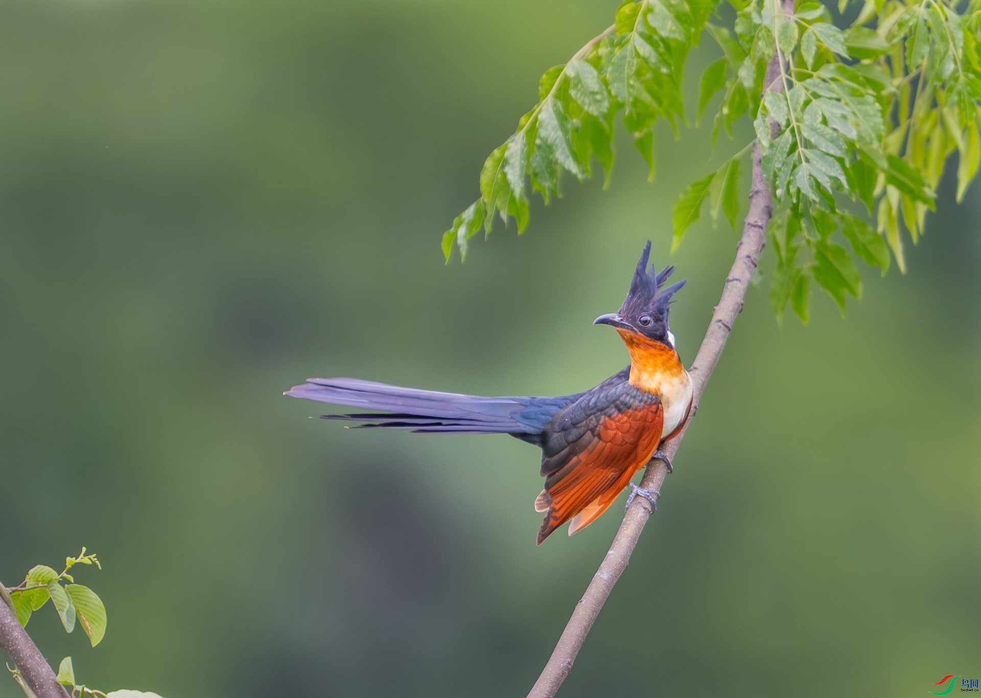 DSC_3442-1.jpg