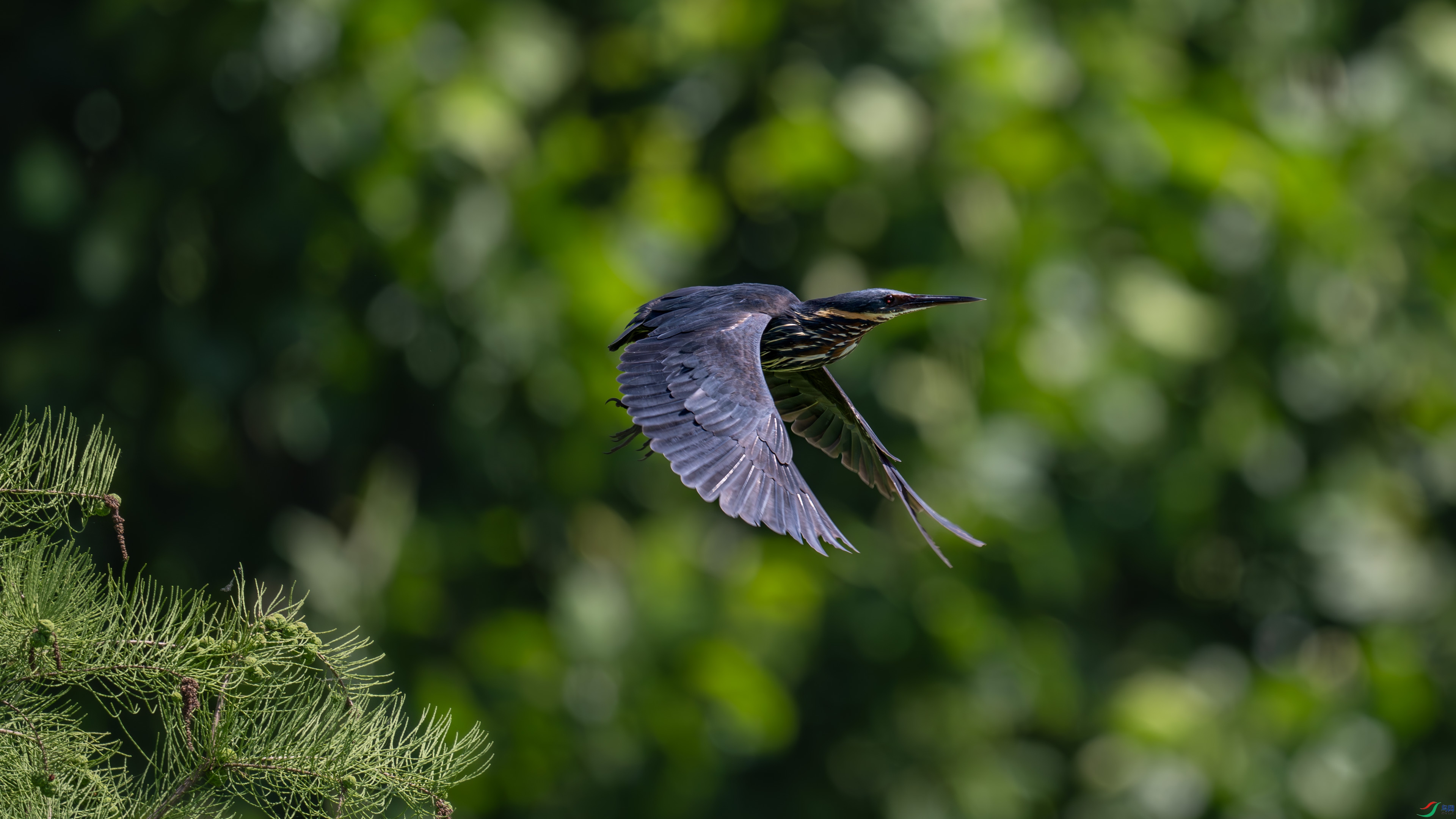 DSC_2447.jpg