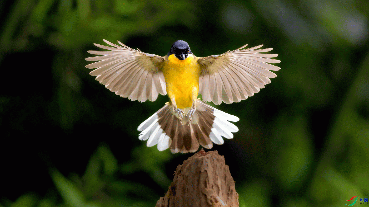043A8212B.gif