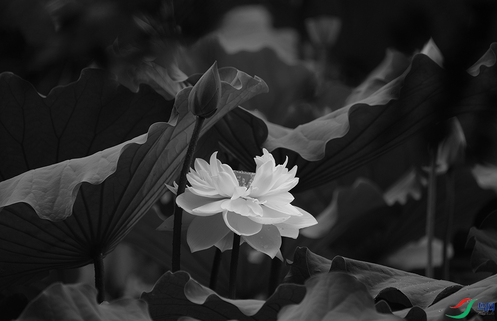 DSCF4643.1.jpg