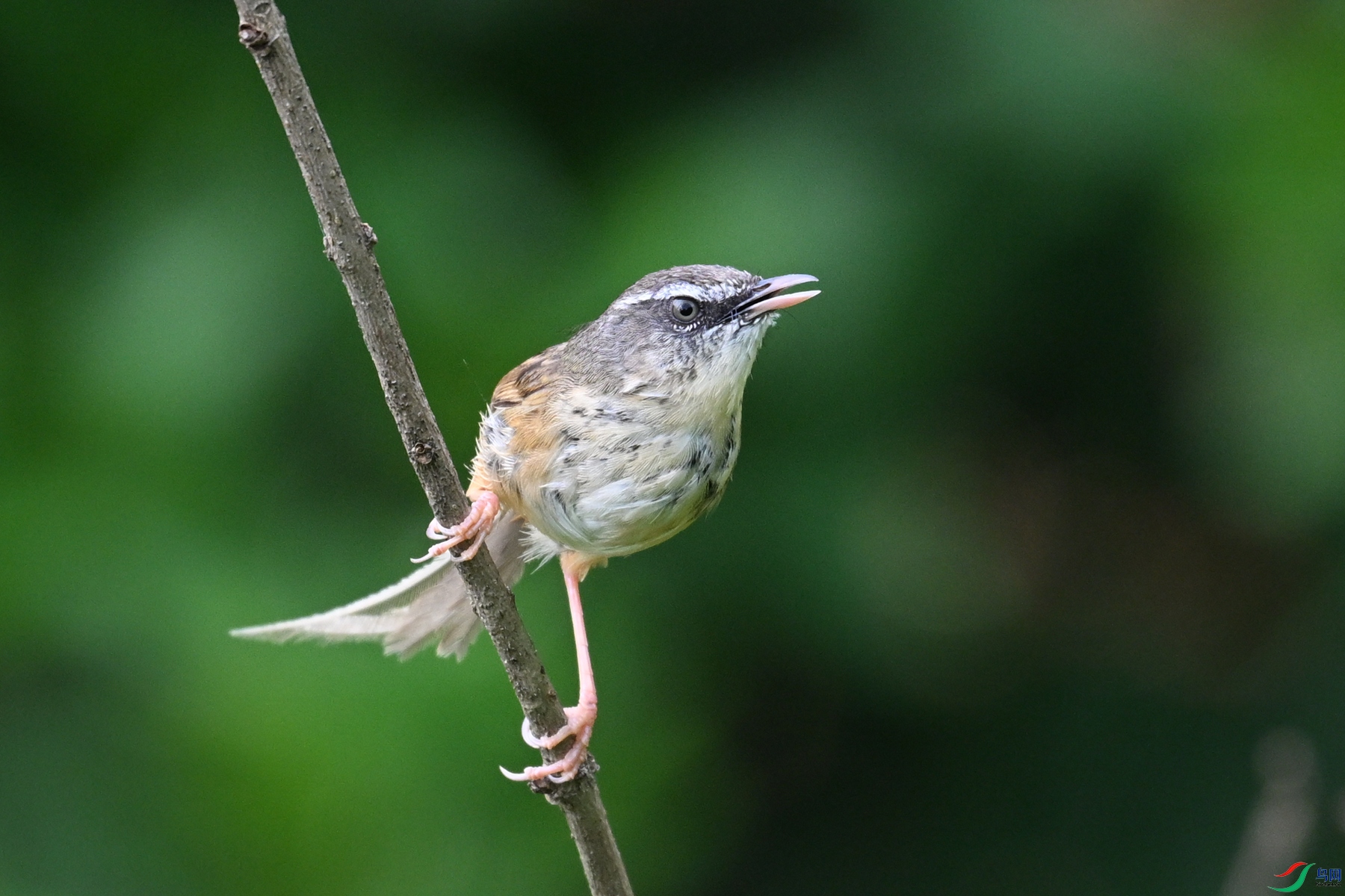 DSC_0077.JPG