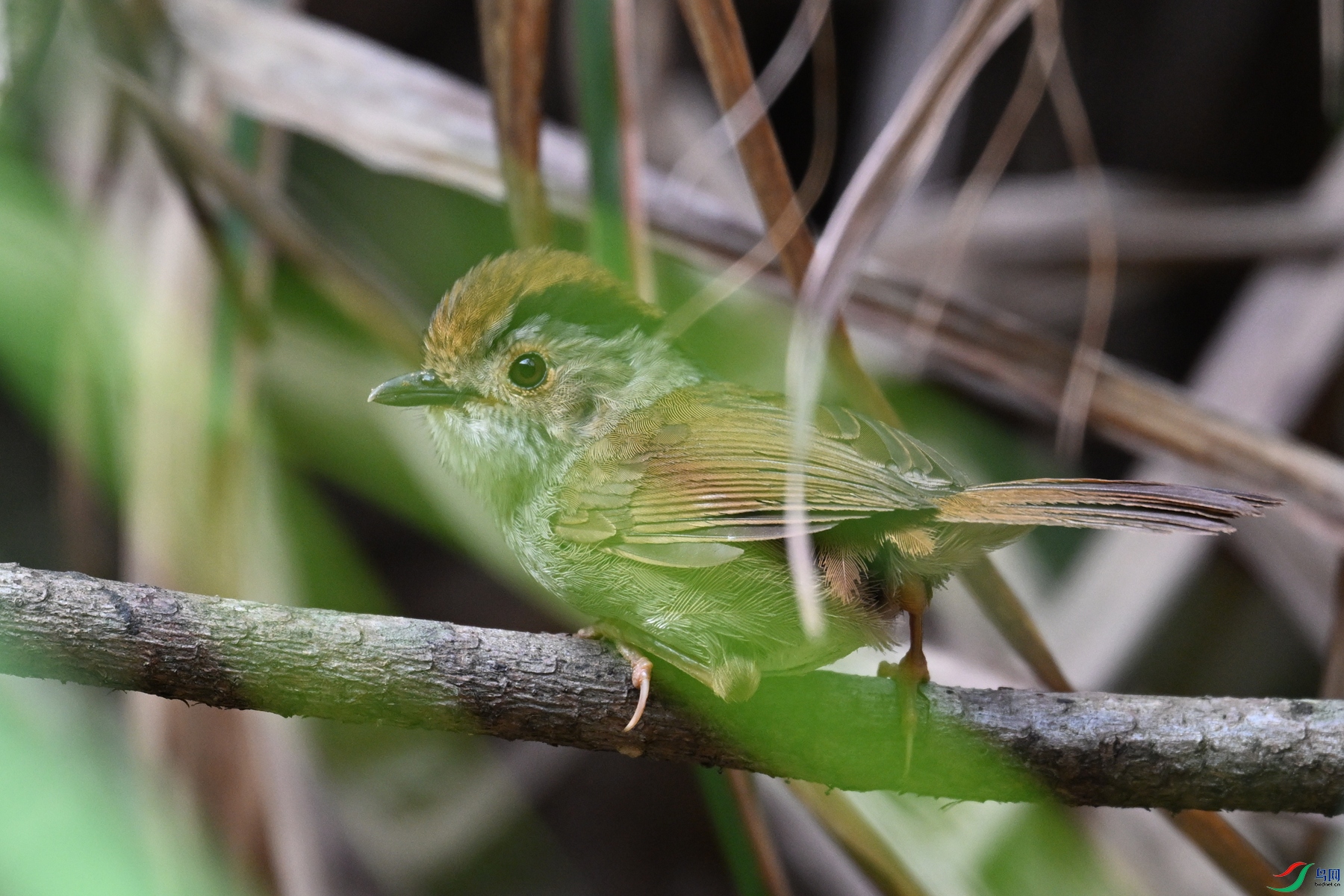 DSC_0154.JPG