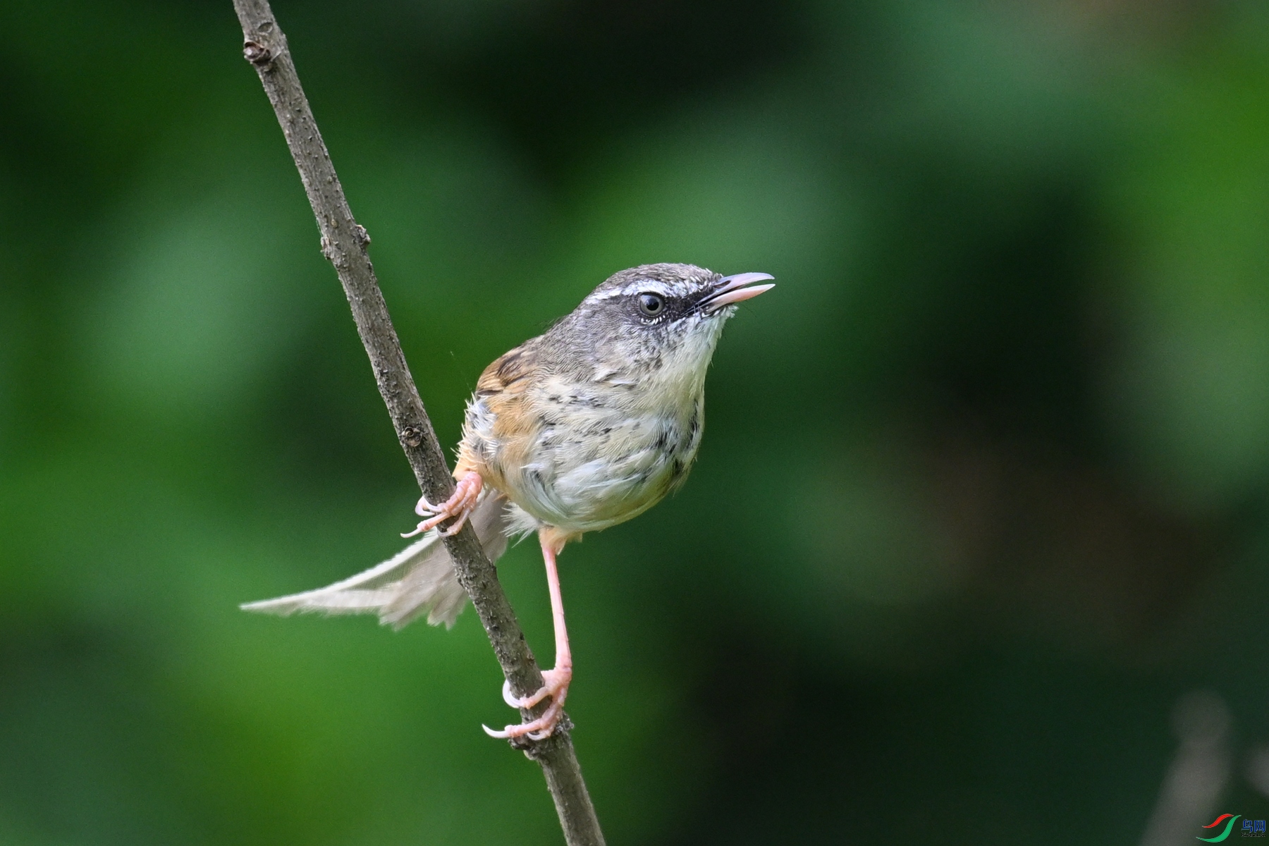 DSC_0078.JPG