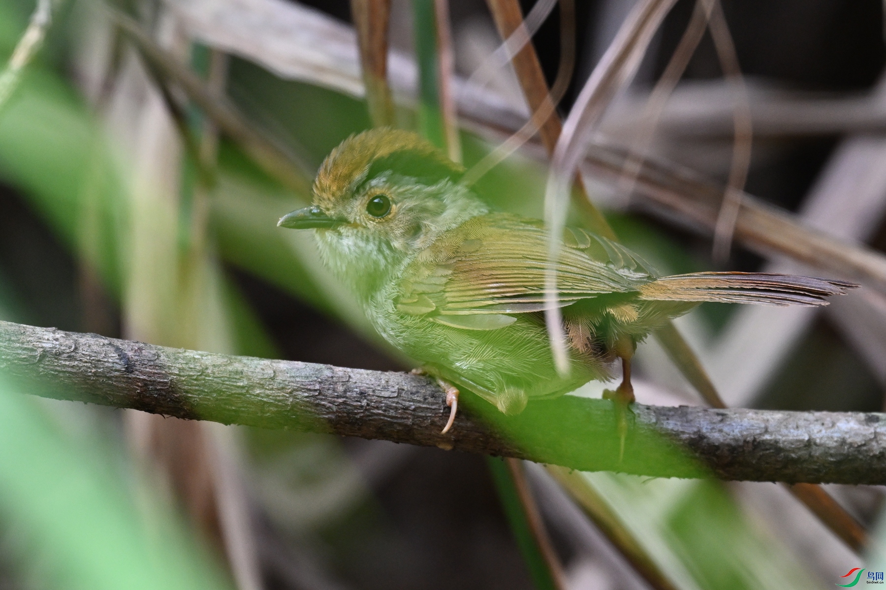 DSC_0150.JPG