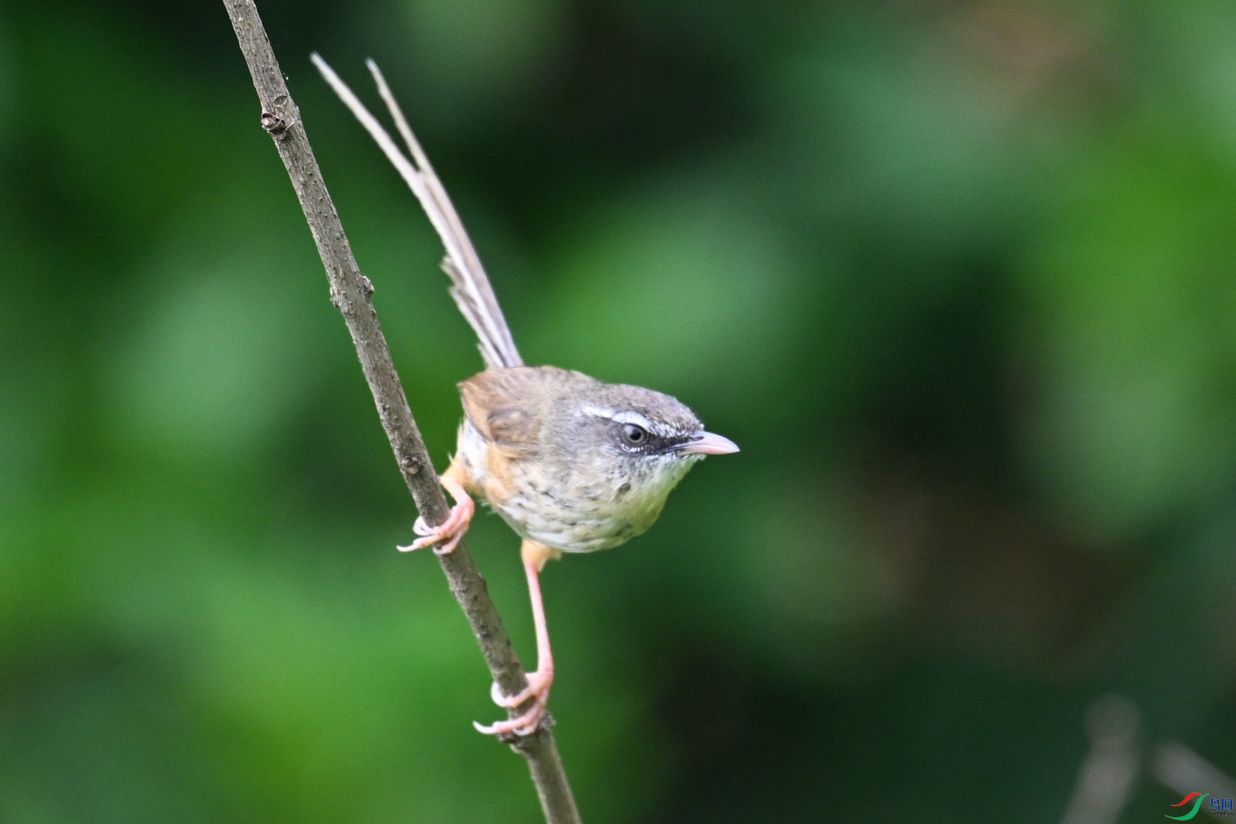 DSC_0079.JPG