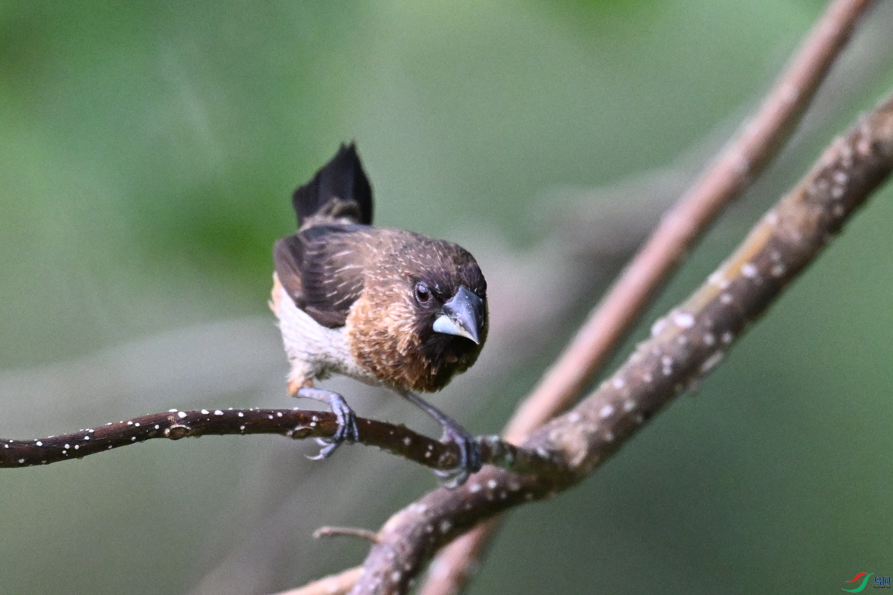 DSC_0087.JPG