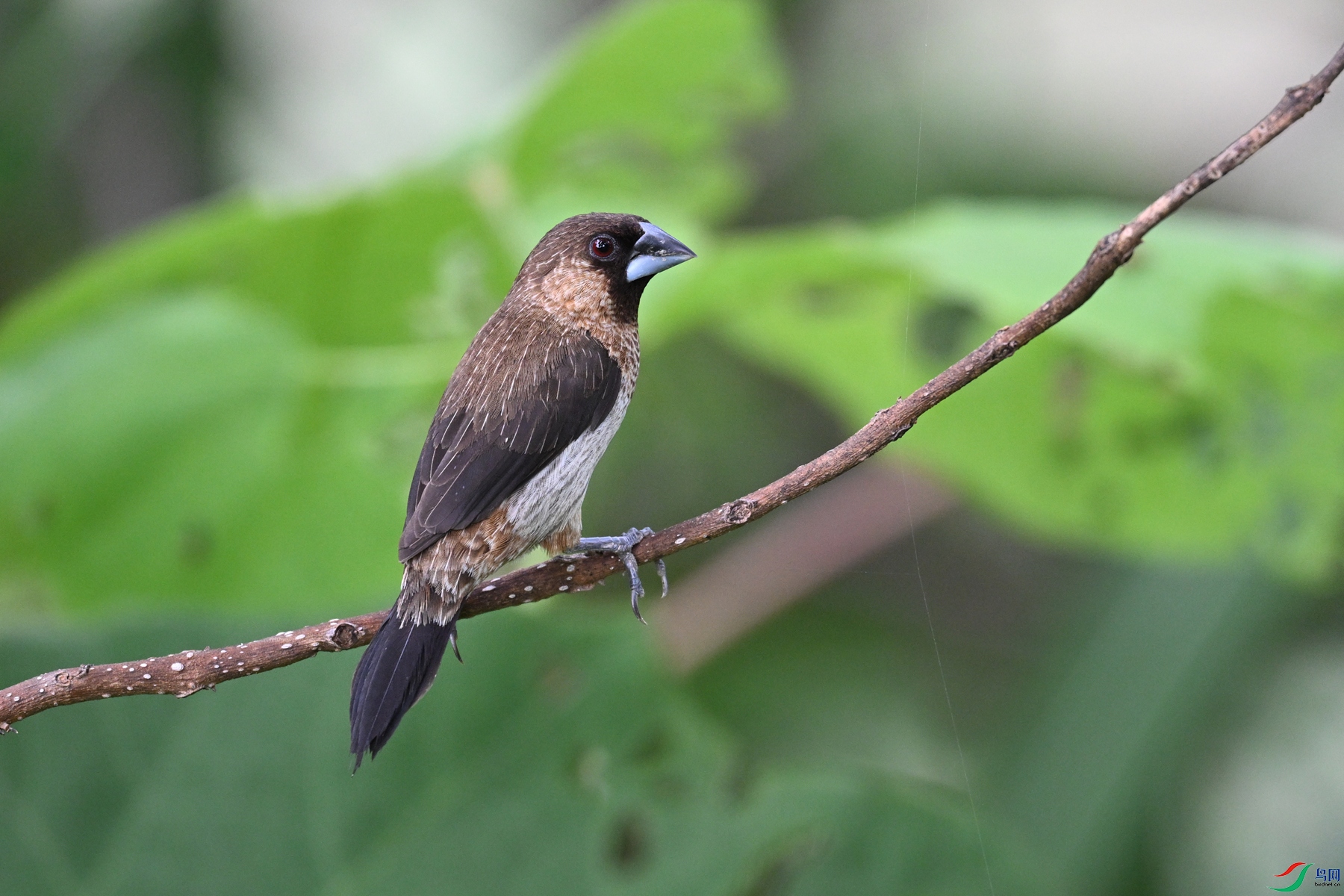 DSC_0101.JPG