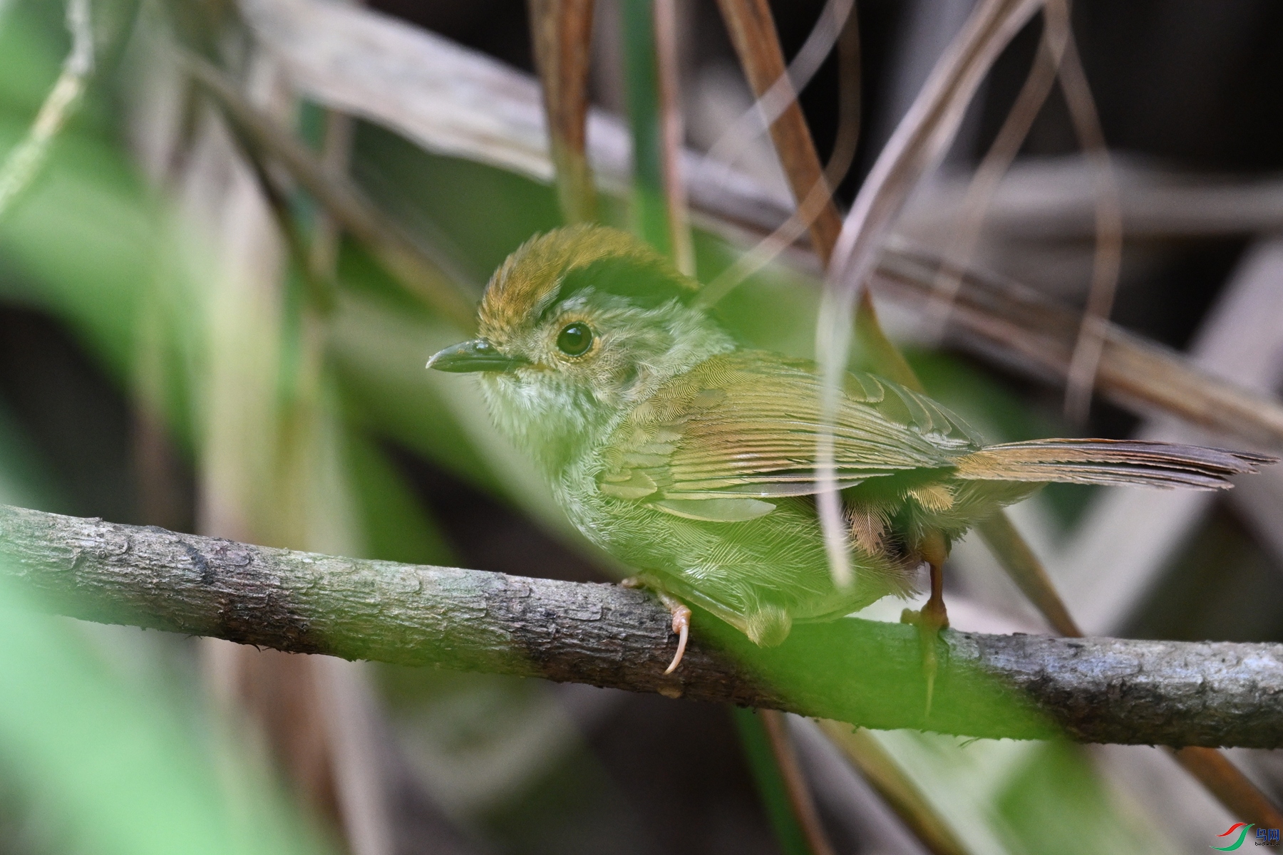 DSC_0153.JPG