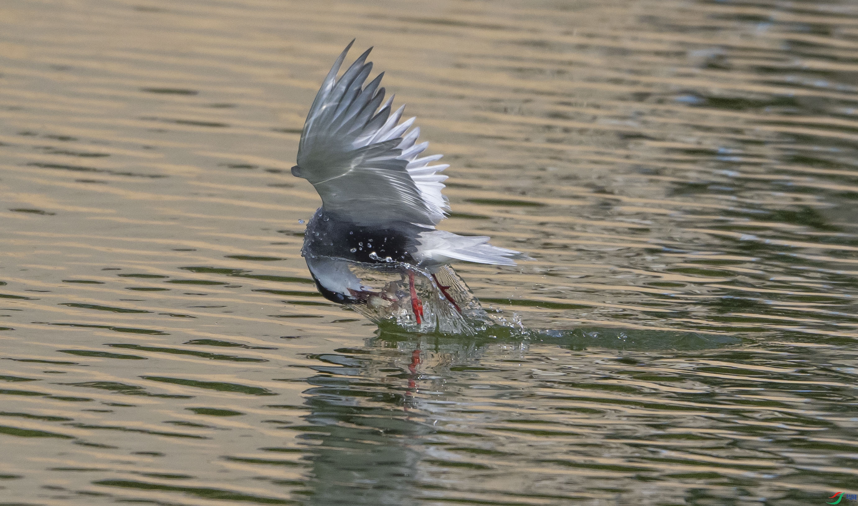 DSC_0109a1.jpg