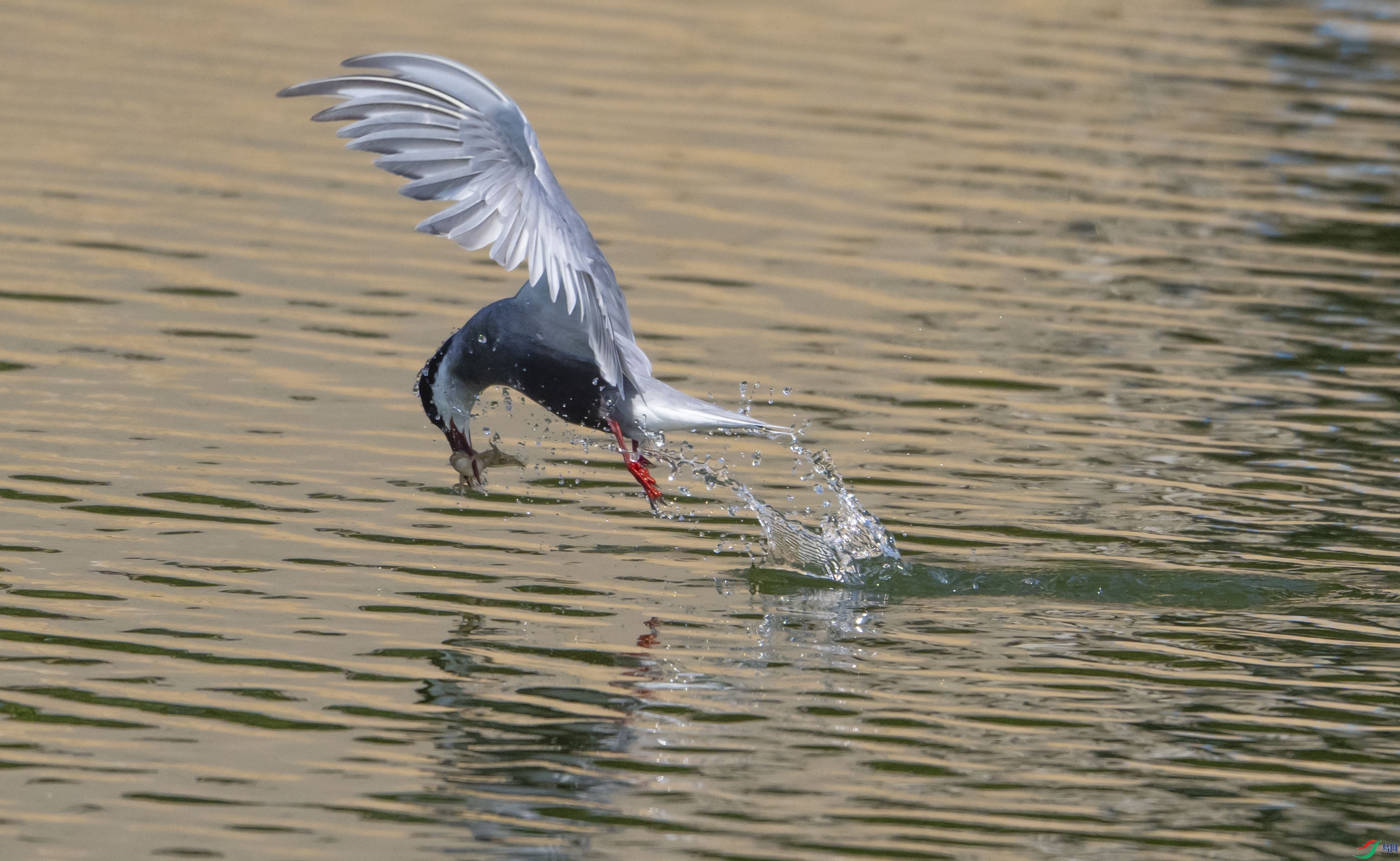 DSC_0110a1.jpg