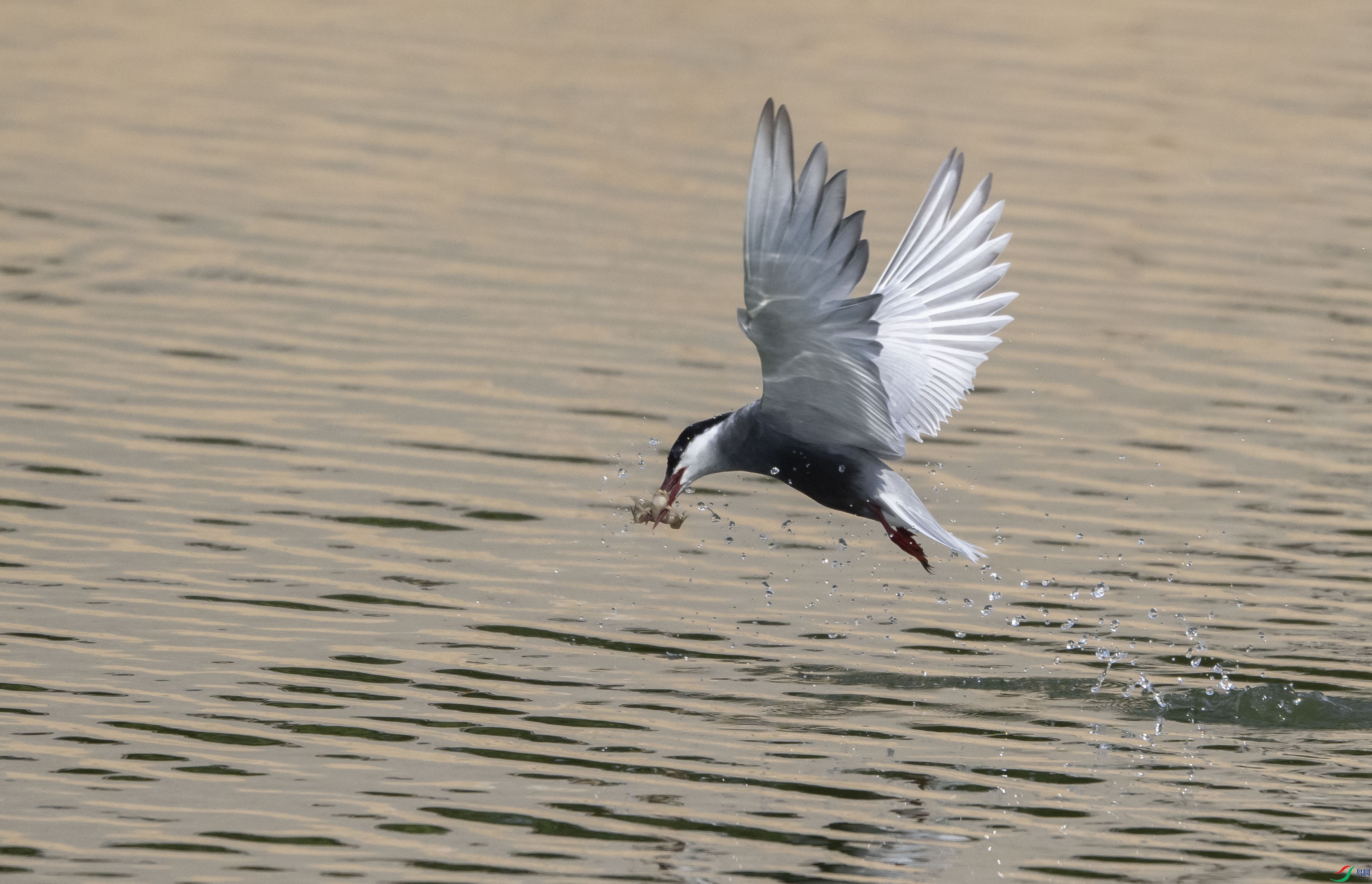 DSC_0111a1.jpg