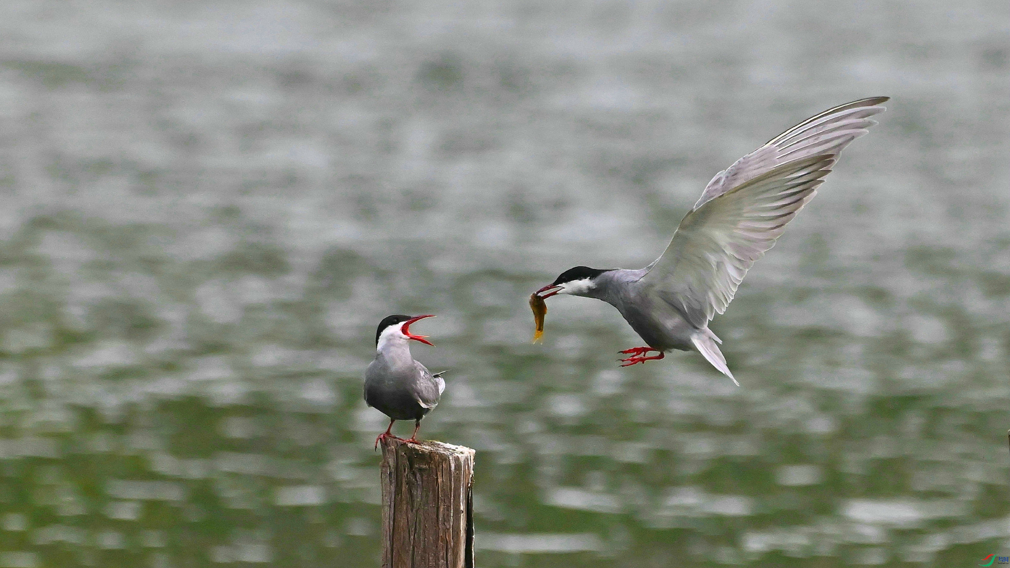 DSC_4664.JPG