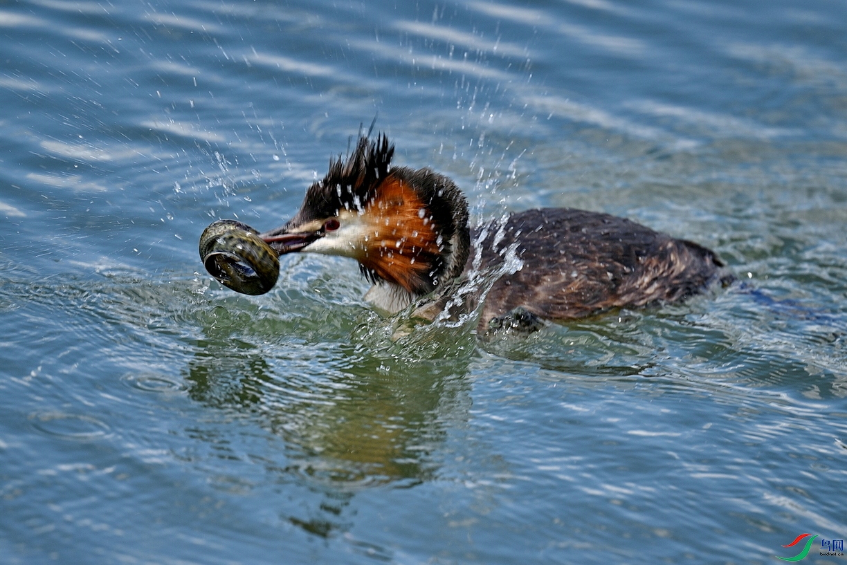 DSC_2311BBBBB.jpg