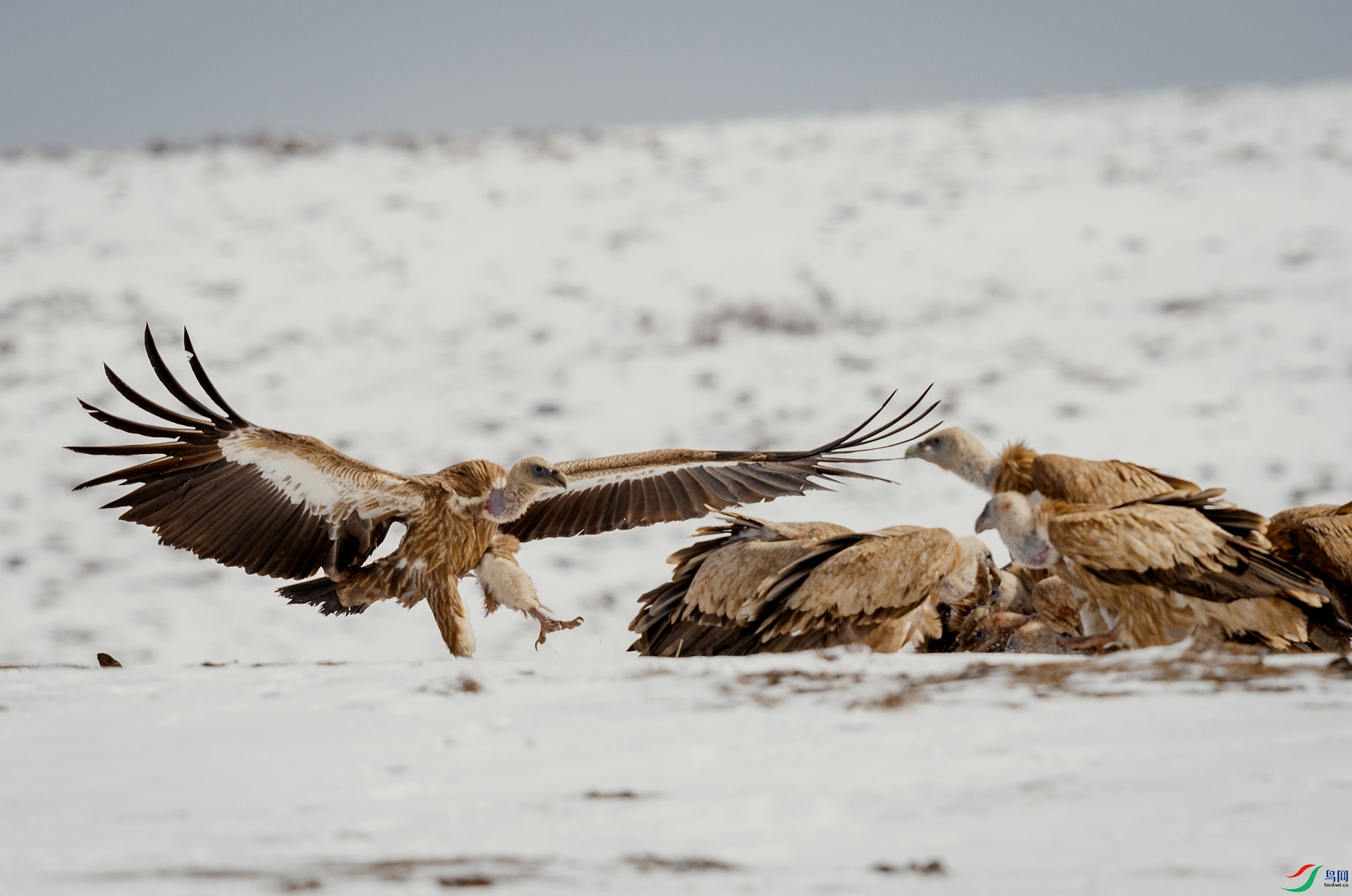 _DSC4093-1.jpg