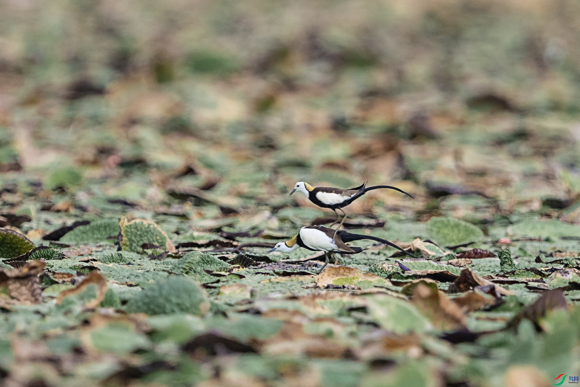 DSC_0421.jpg