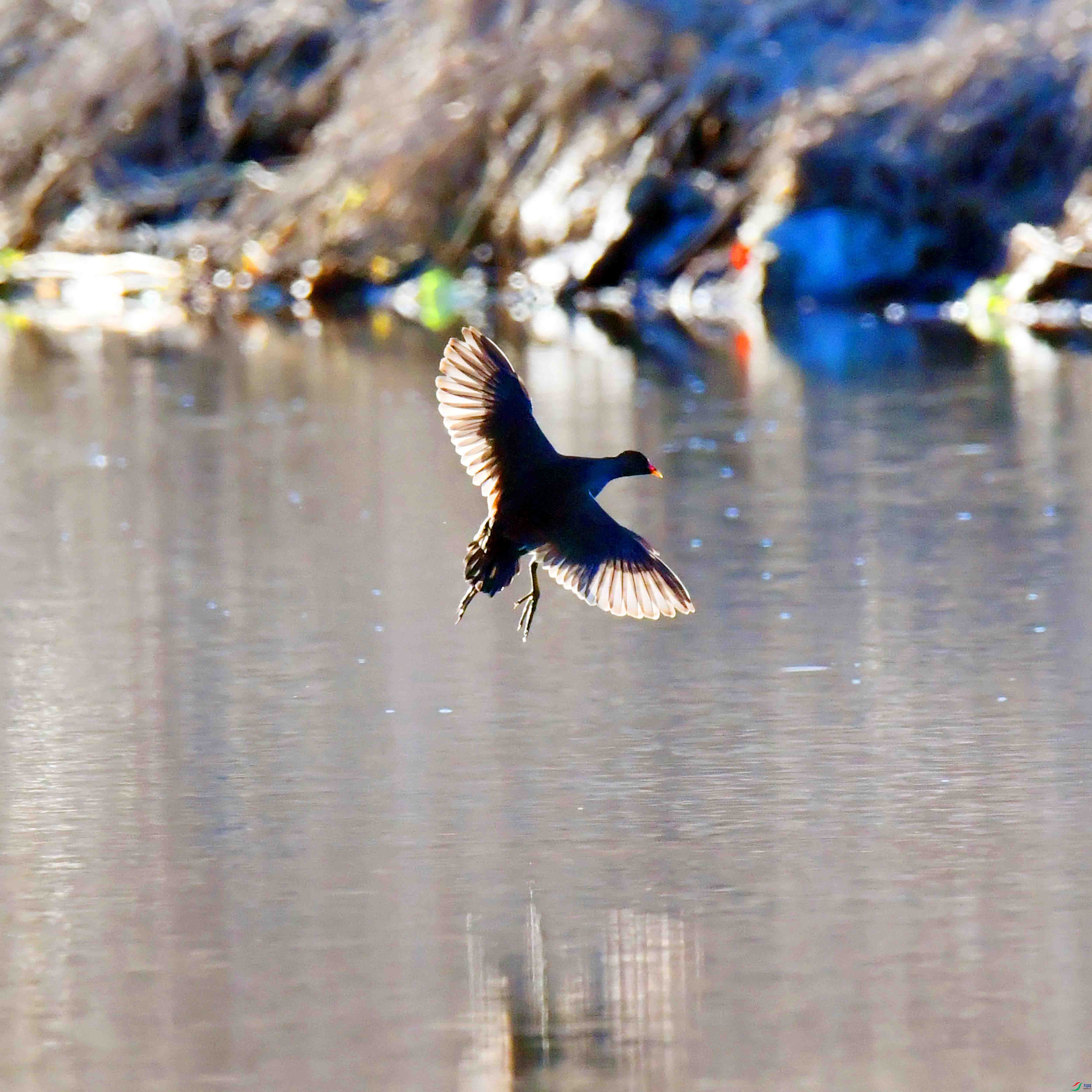 DSC_1658.JPG