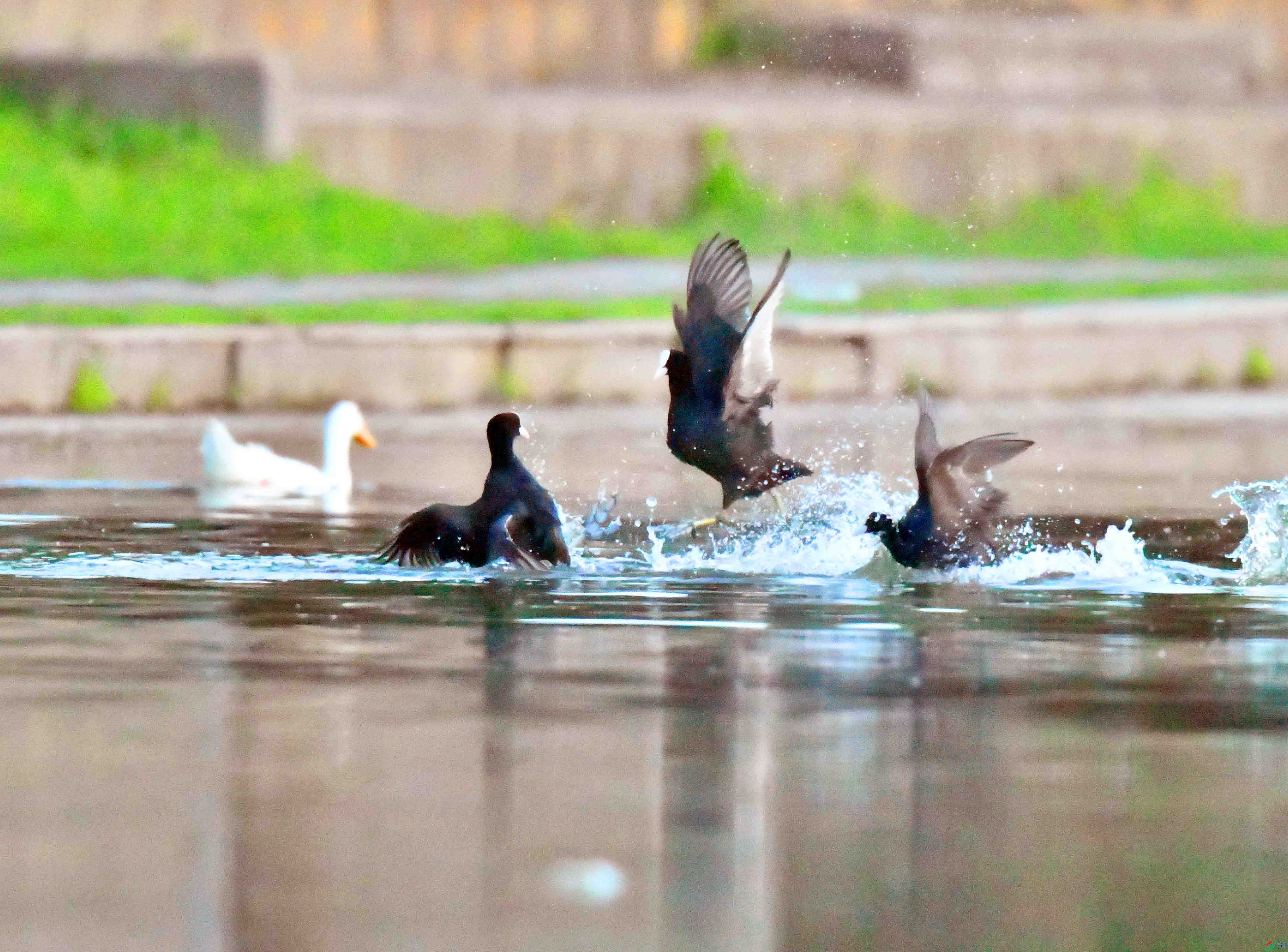 DSC_5984.JPG