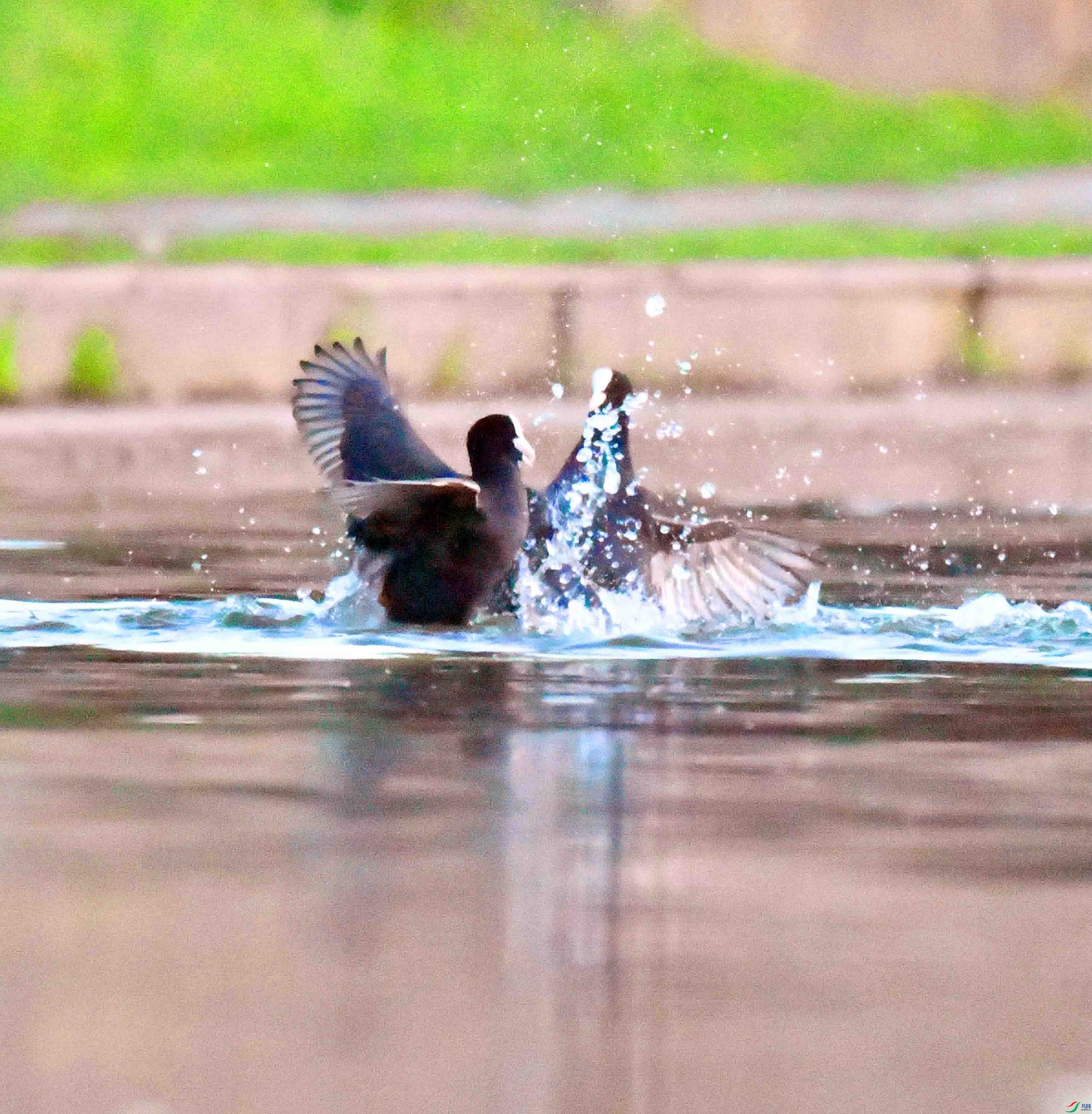 DSC_6000.JPG