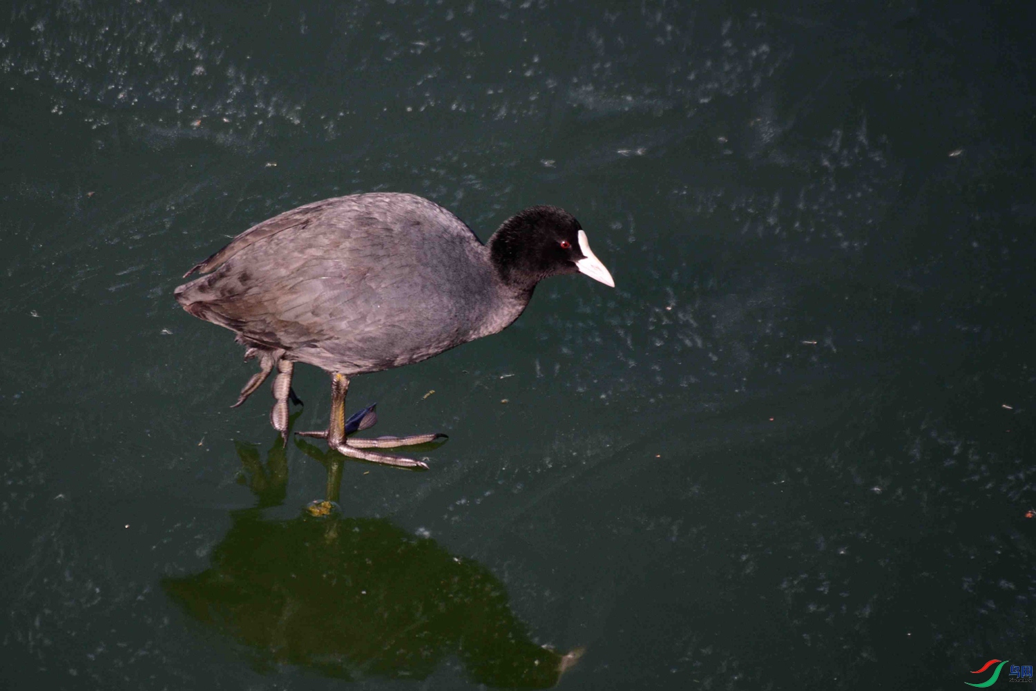 DSC_9590.JPG