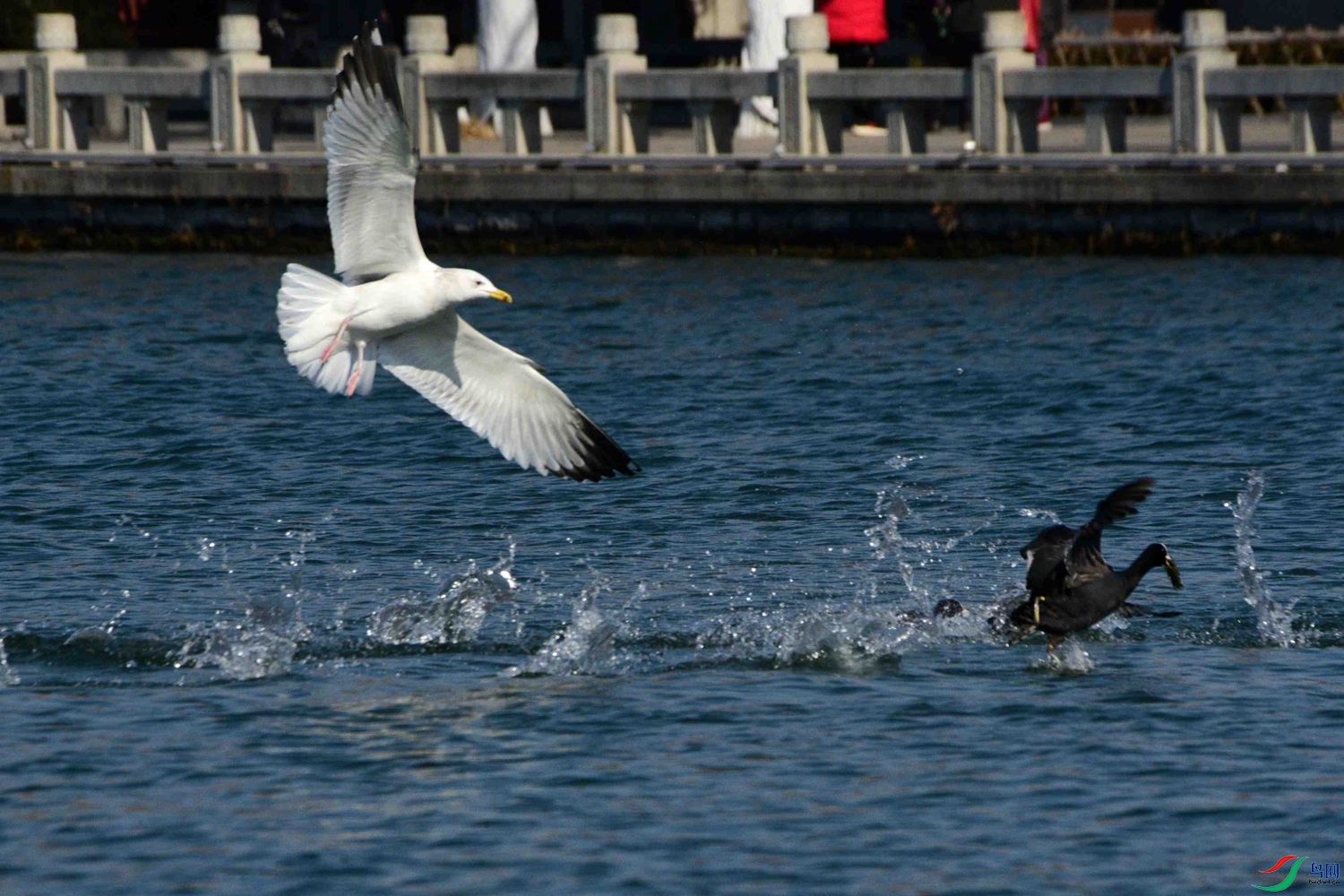 DSC_0980.JPG