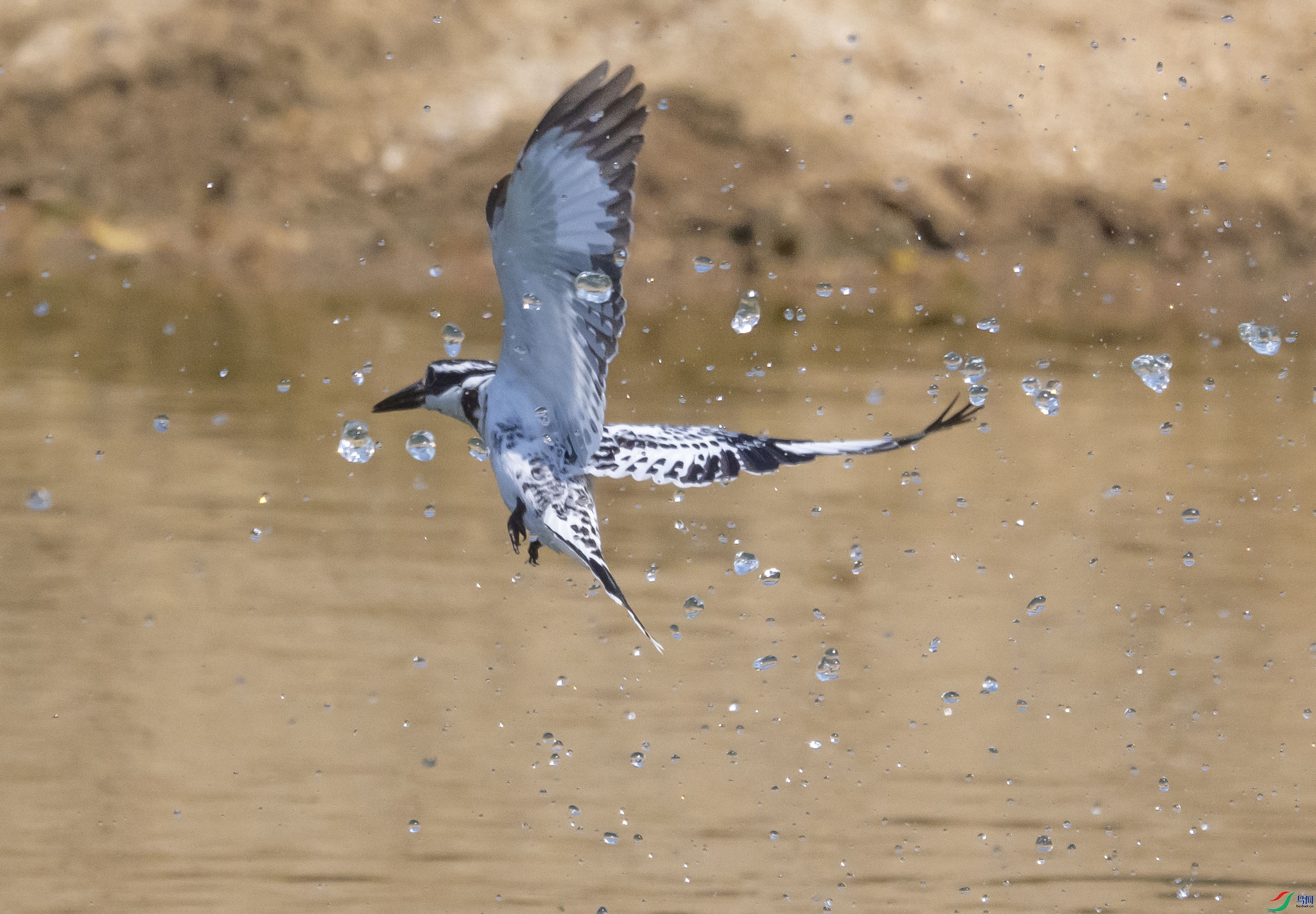 DSC_0390a1.jpg